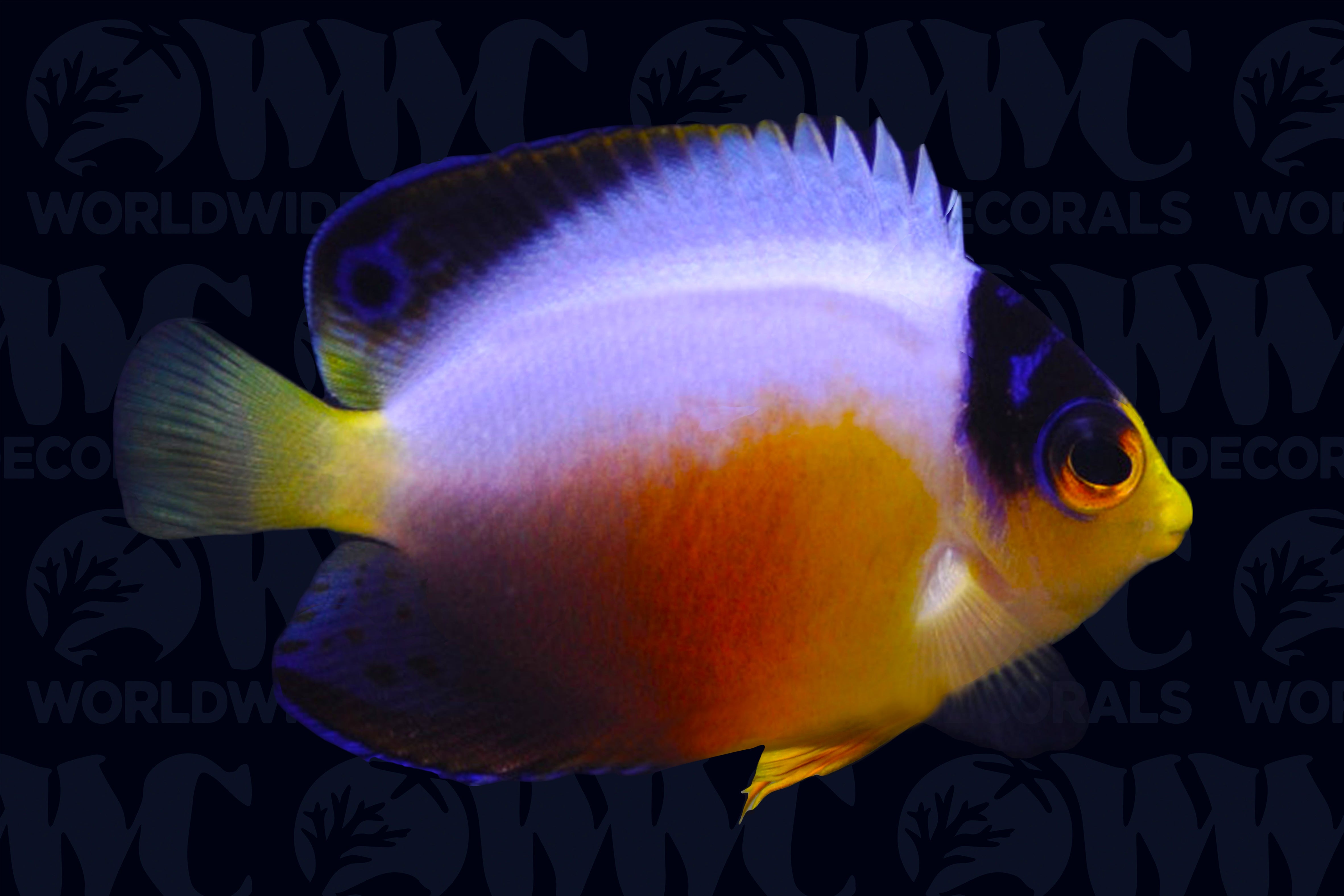 Multicolor Pygmy Angelfish - Marshall Islands