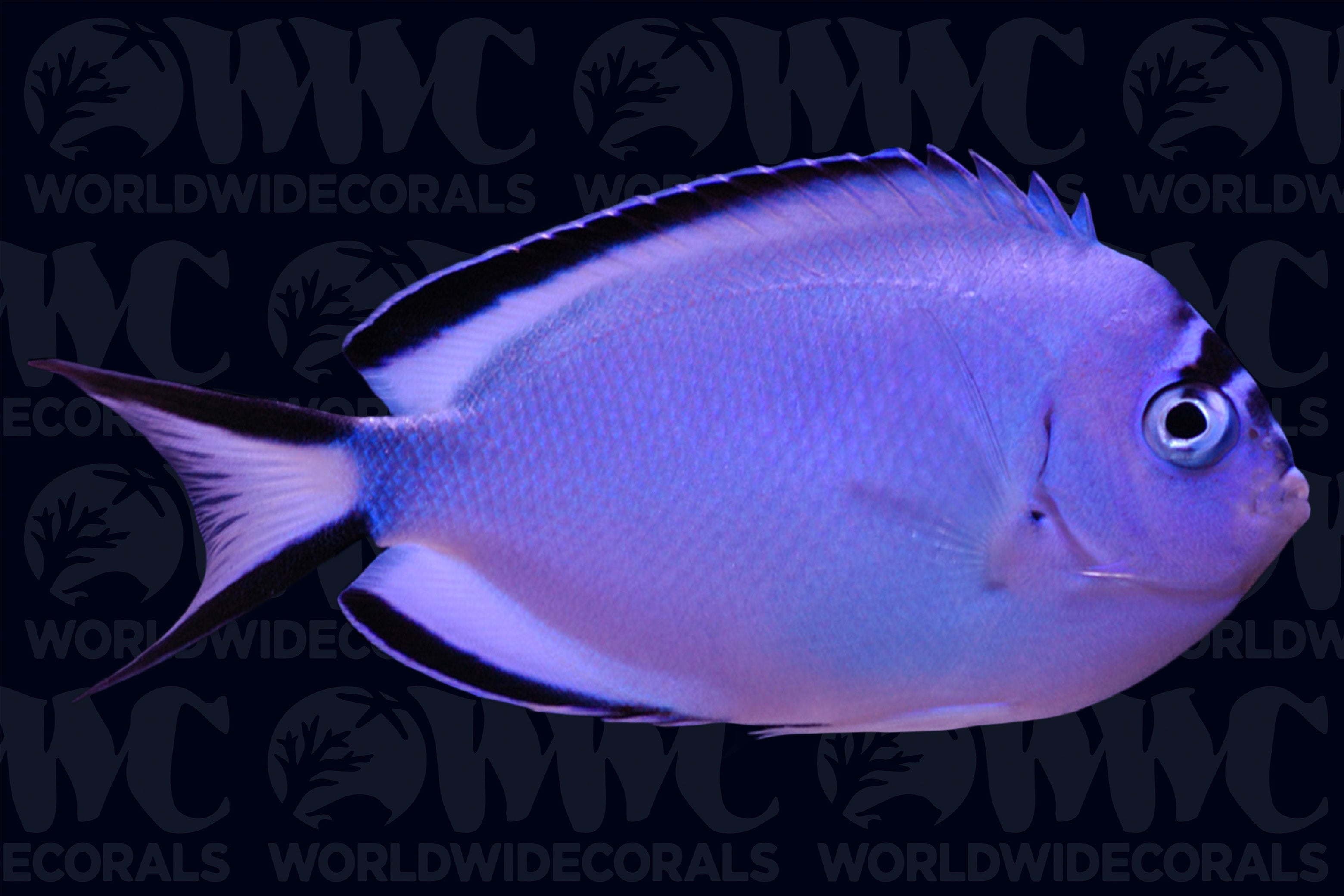 Watanabei Angelfish - Female - Vanuatu