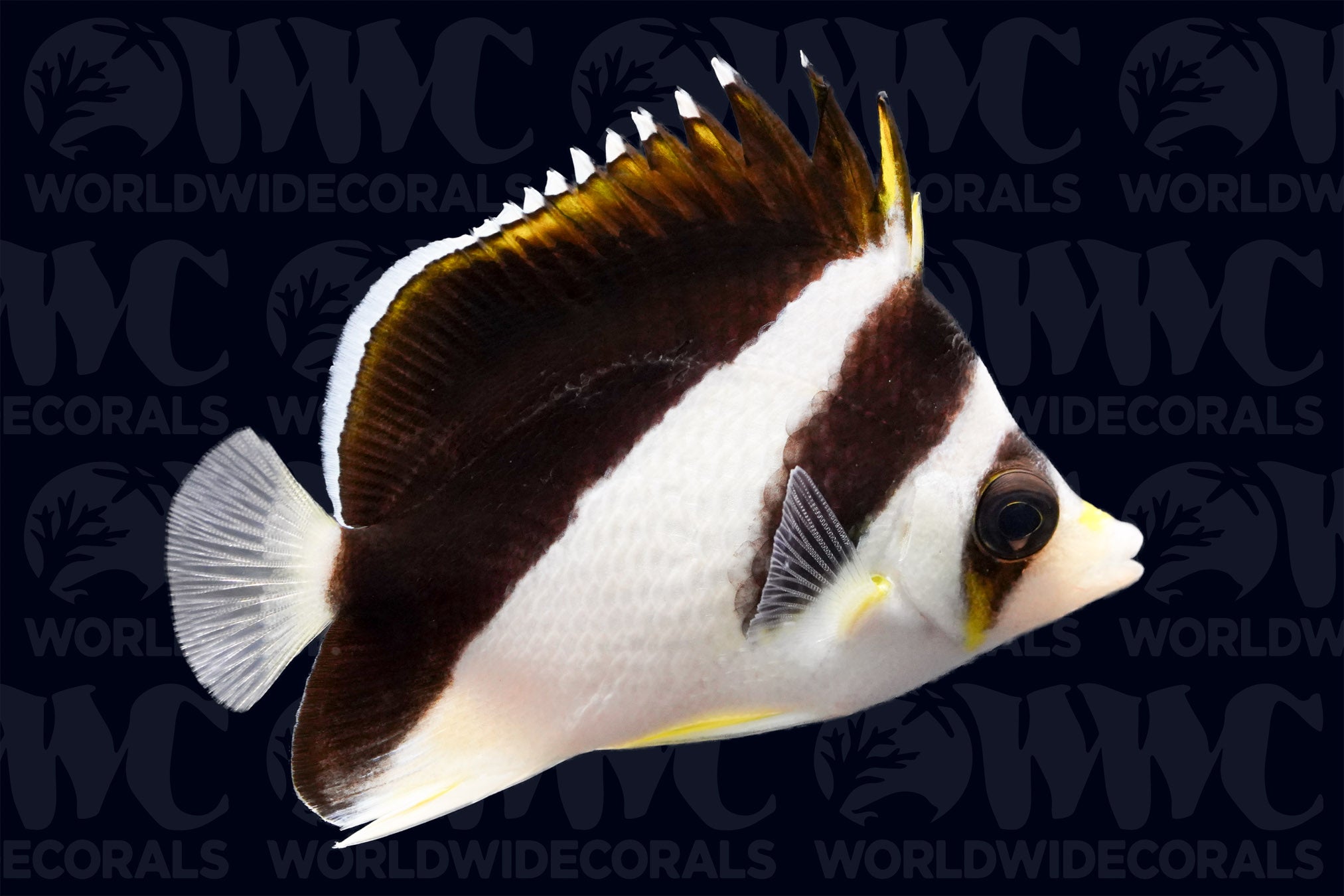 Burgessi Butterflyfish - Philippines
