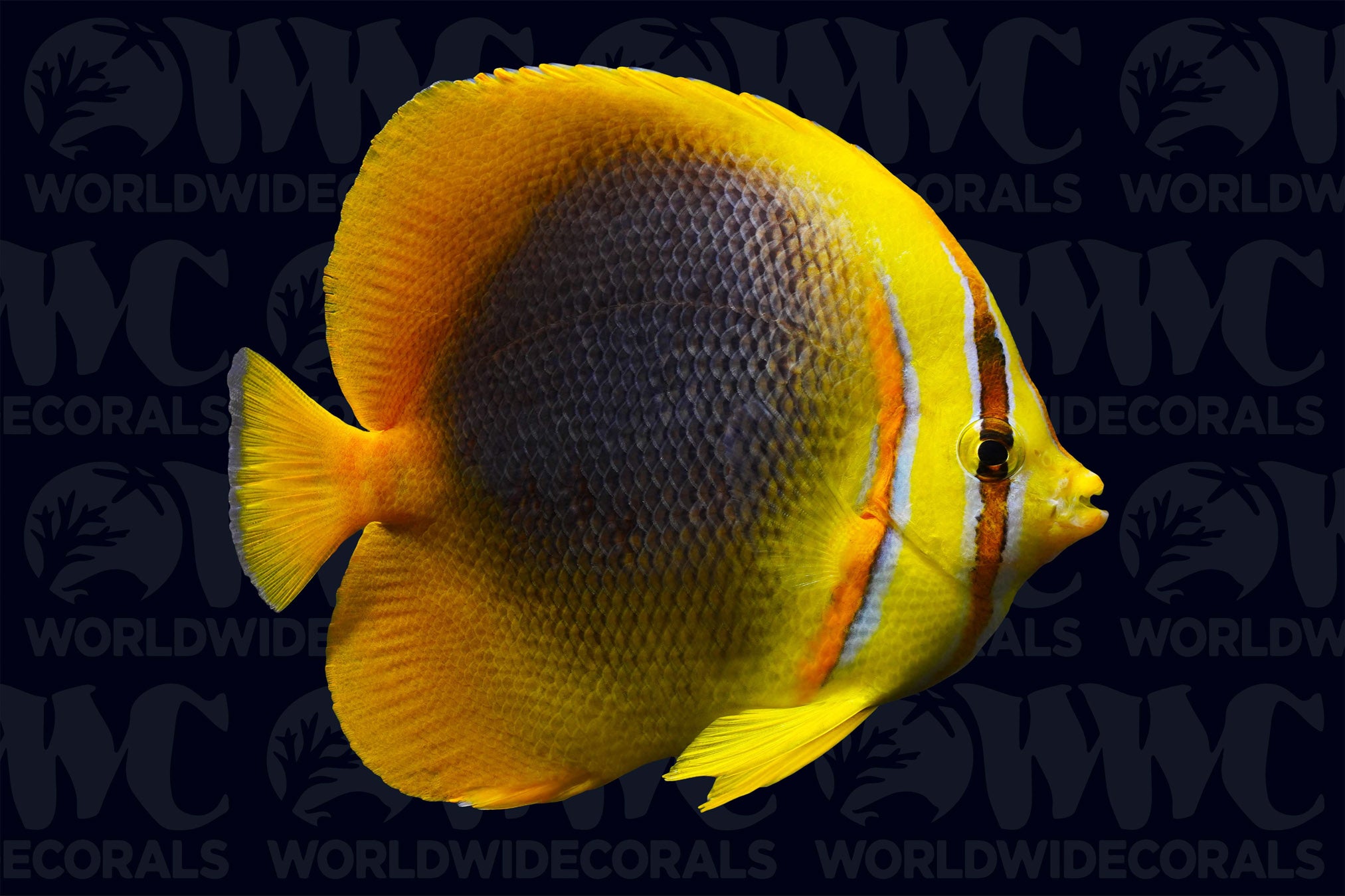 Golden Butterflyfish - Australia