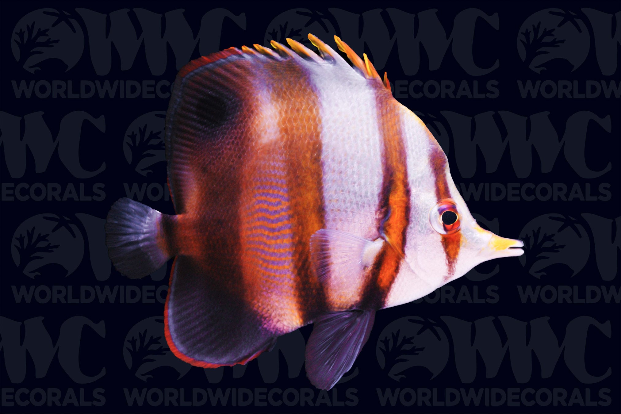 Muelleri Butterflyfish - Australia