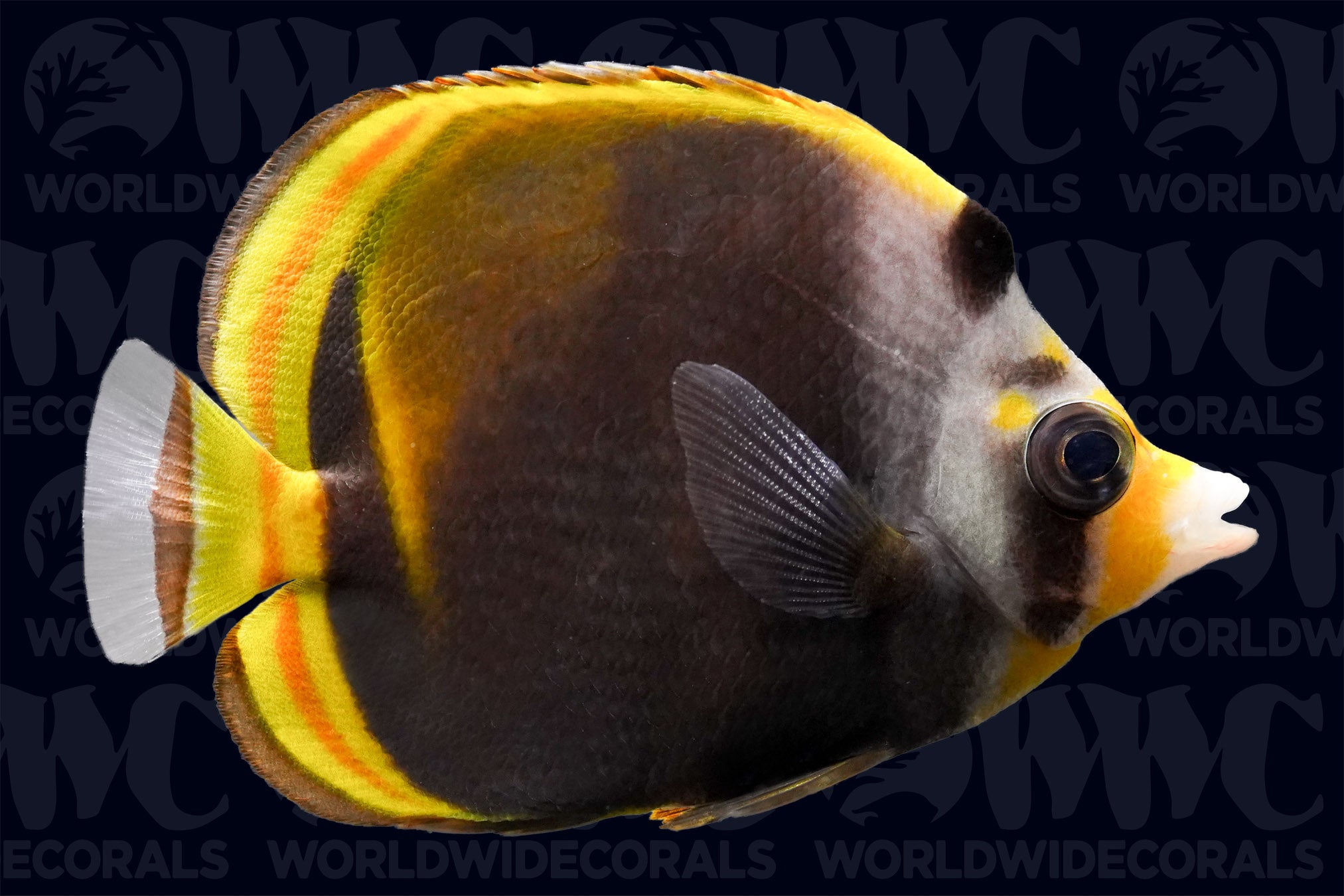 Yellownose Butterflyfish - Australia