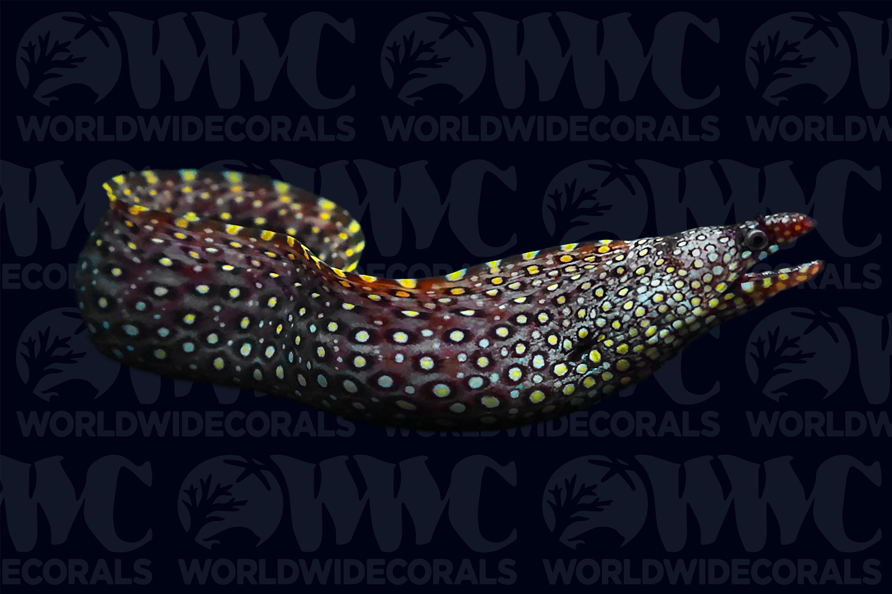 Jeweled Eels - Costa Rica