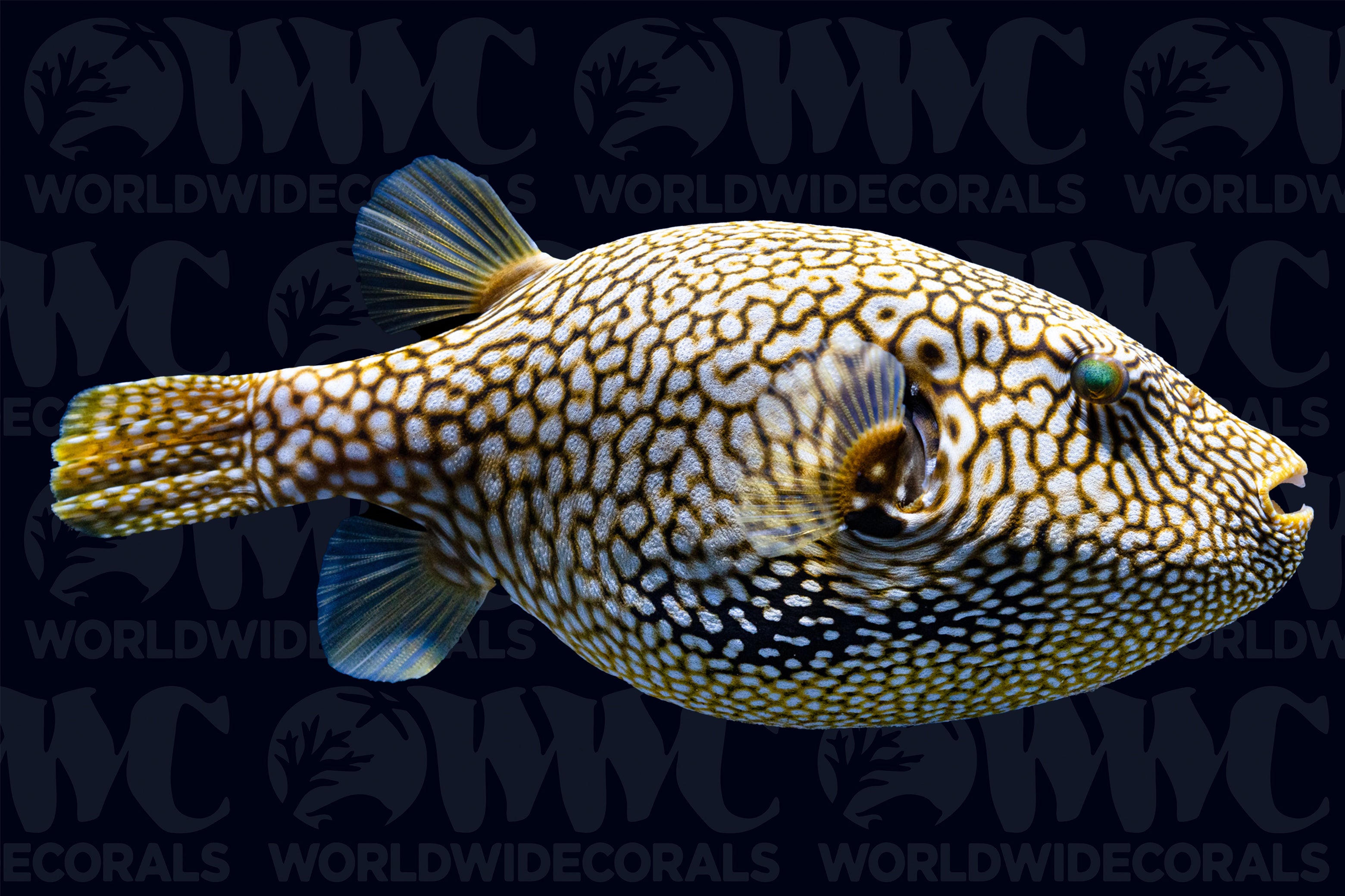 Mappa Scribbled Pufferfish - Kenya