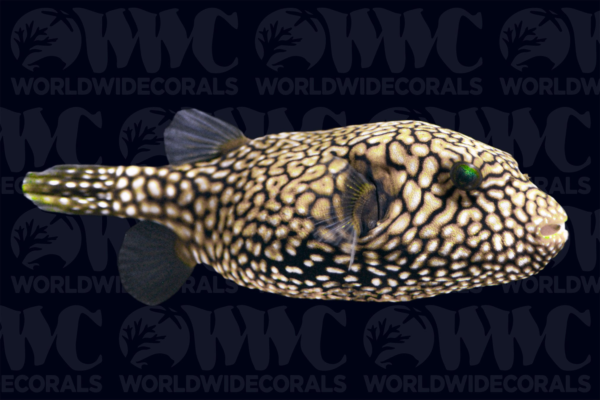 Mappa Scribbled Pufferfish - Philippines