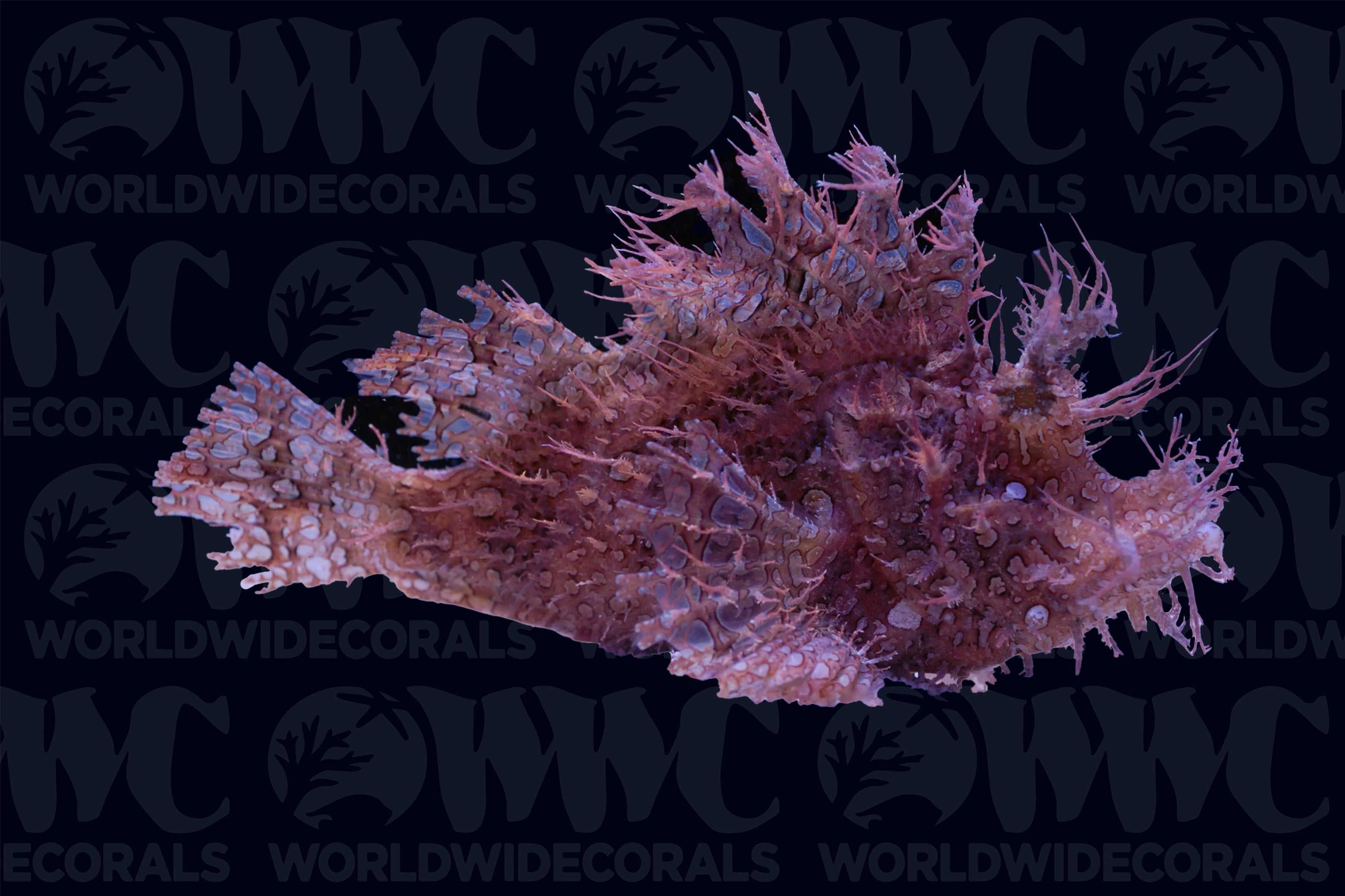 Purple/Red Frilly Rhinopias Scorpions - Philippines