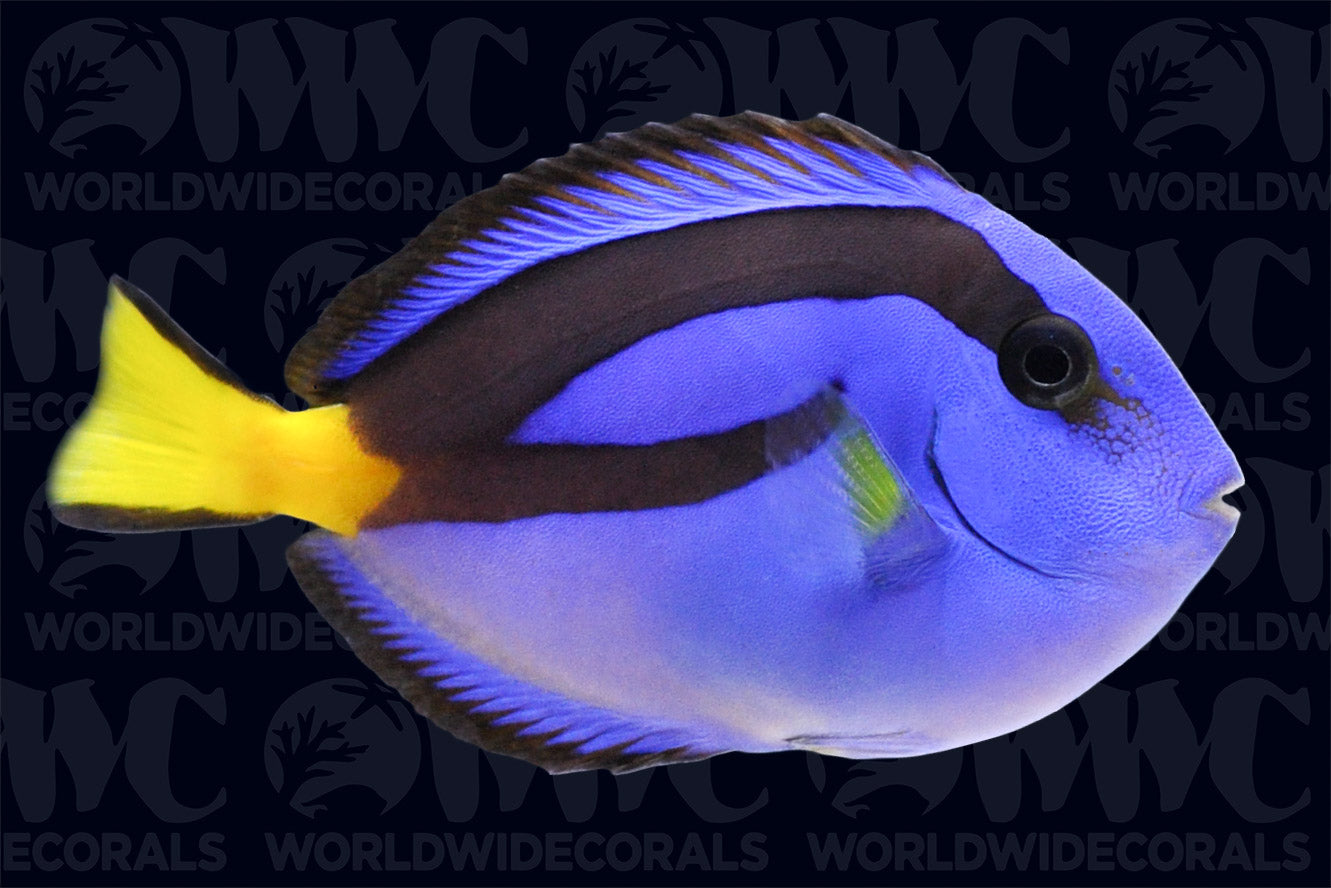 Blue Hippo Tang - Philippines