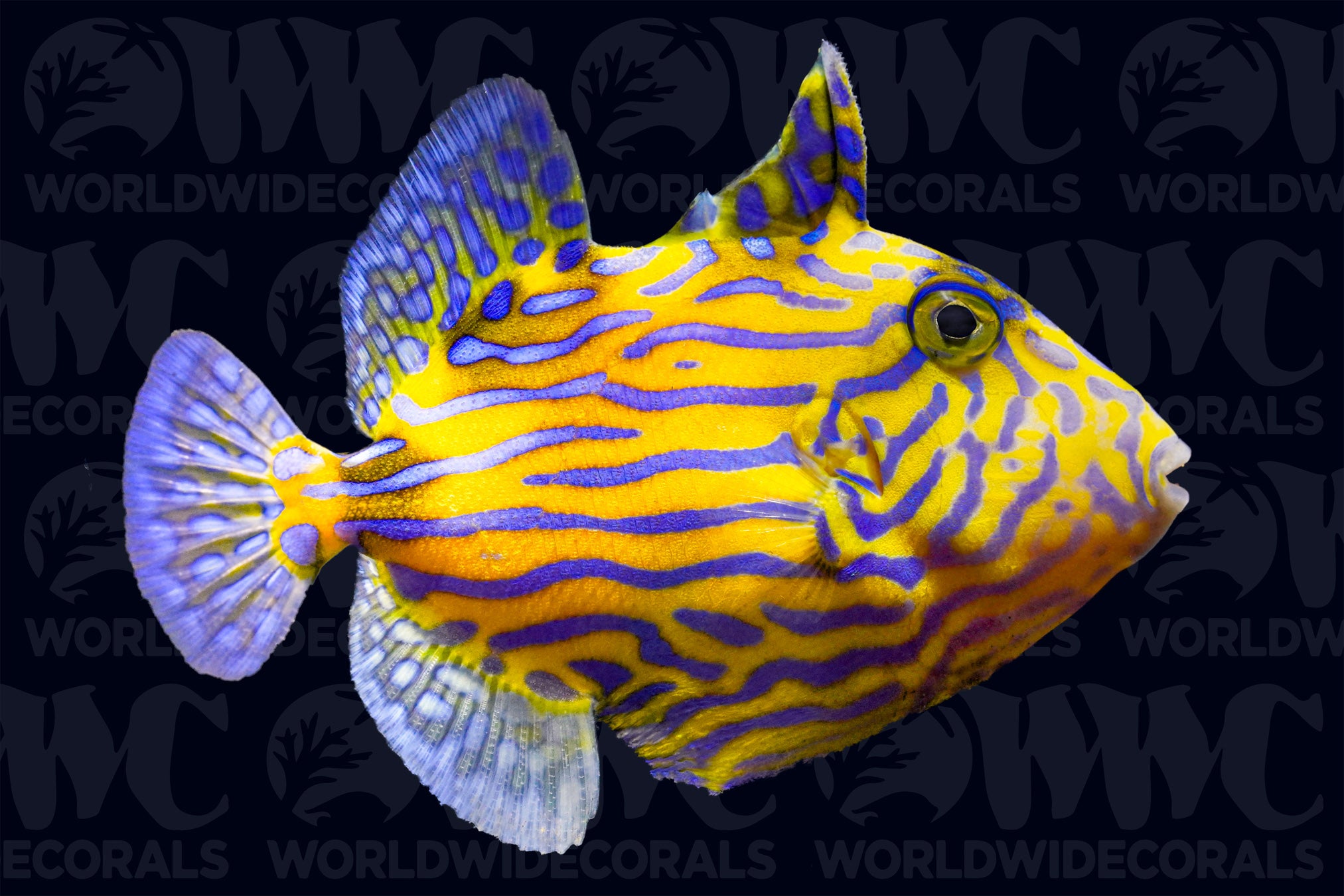 Blue Line Triggerfish - Sri Lanka