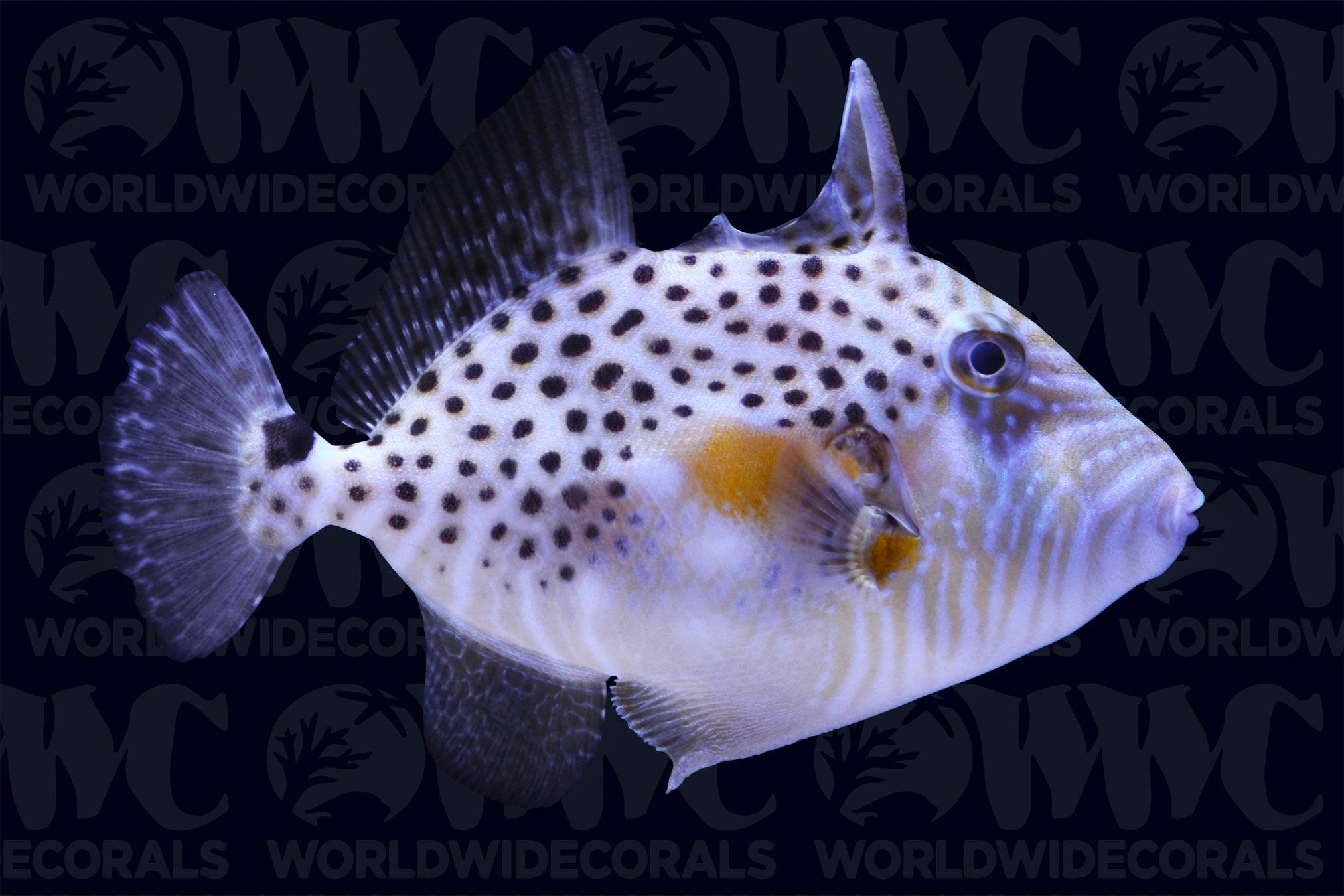 Golden Heart Triggerfish - Ghana