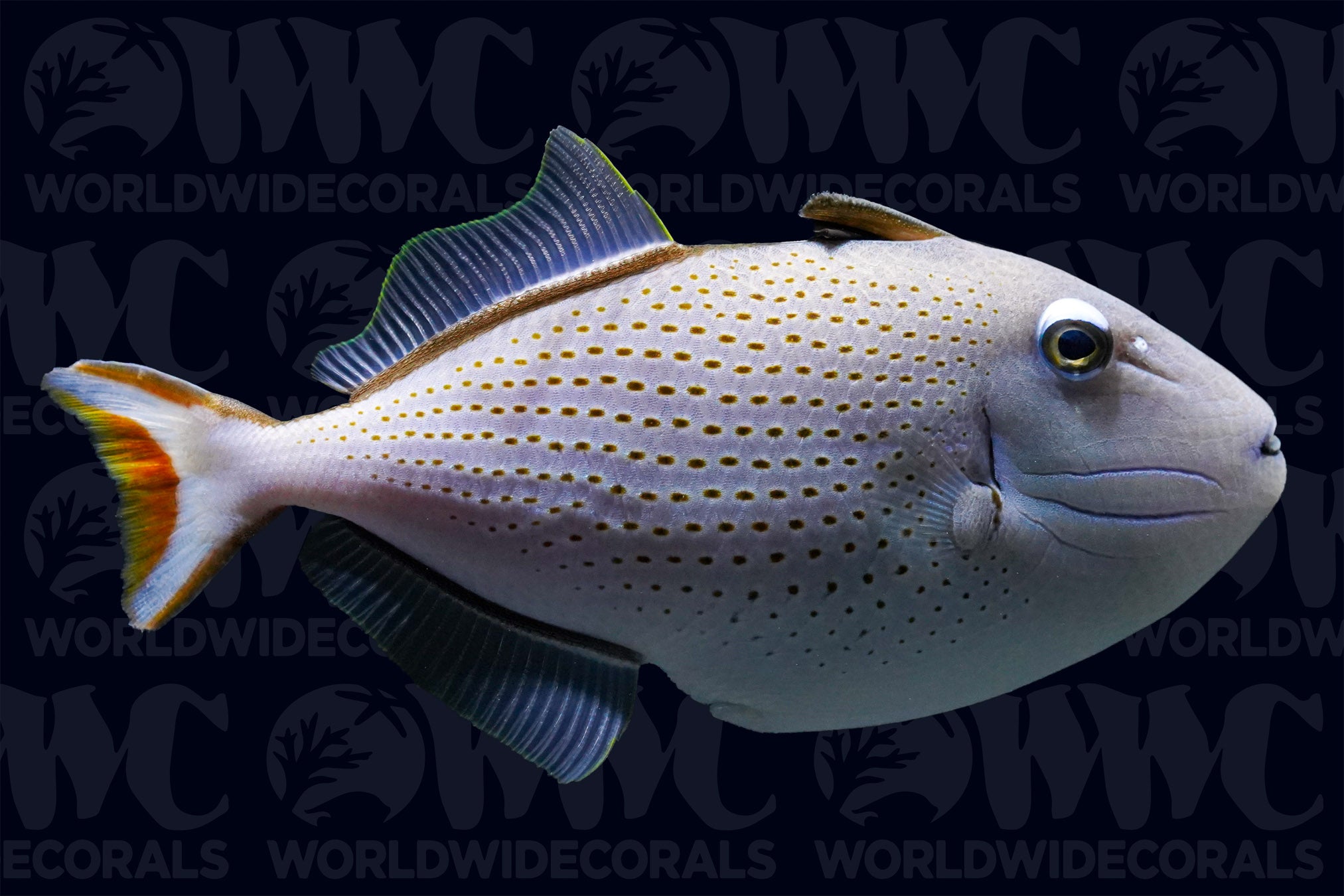 Redtail Triggerfish - Belize