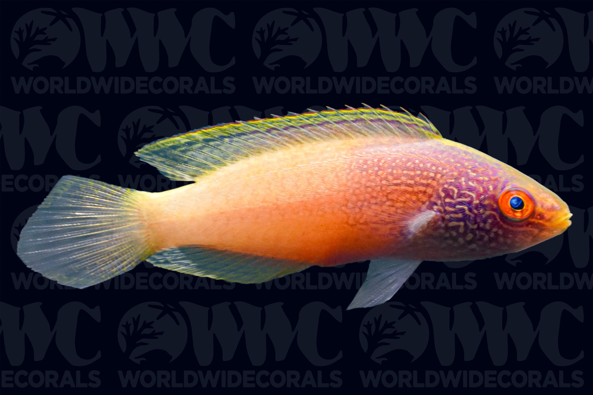 マッカラム 6'3 McCALLUM Gypsy Fish
Gypsy Fish Rhomboid Fairy Wrasse - Male - Marshall Islands