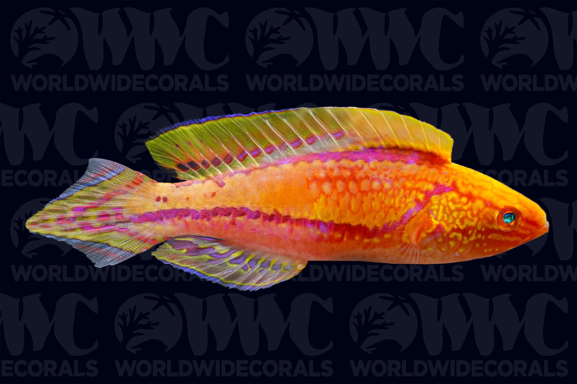 Pintail Fairy Wrasse - Male - Philippines