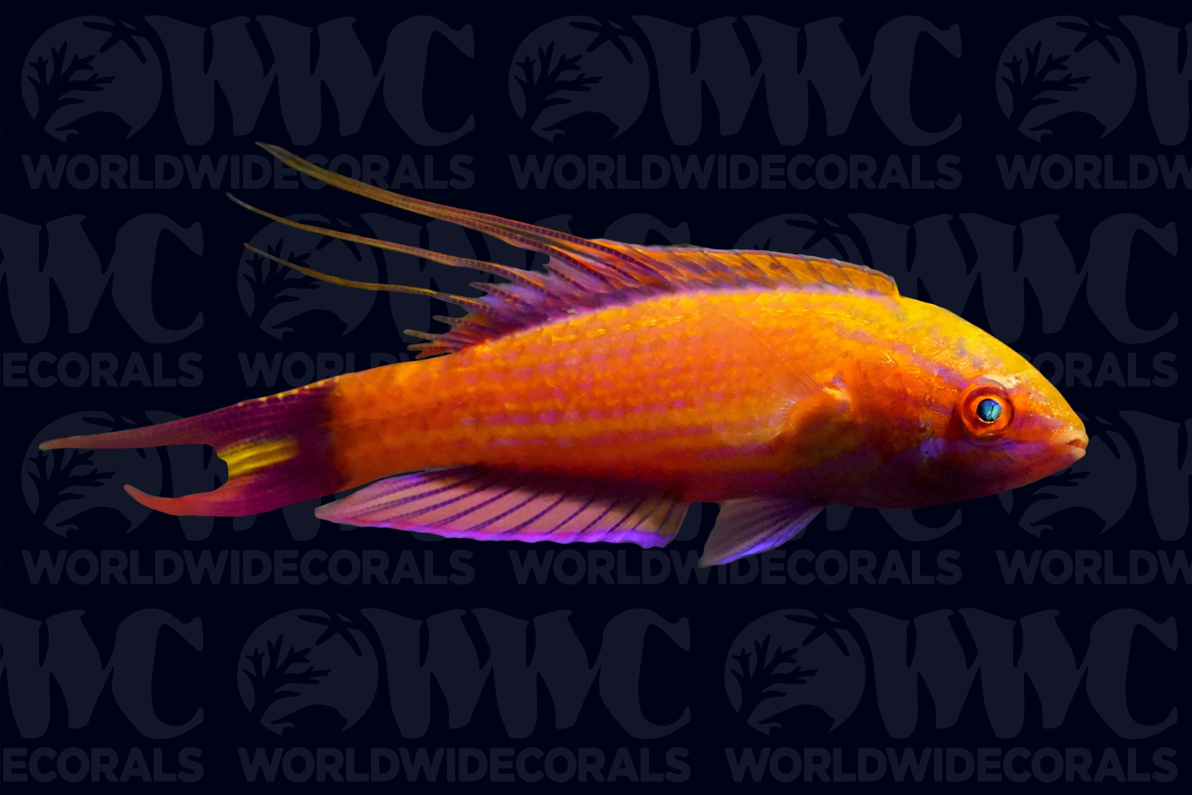Bell's Flasher Wrasse - Male - Marshall Islands