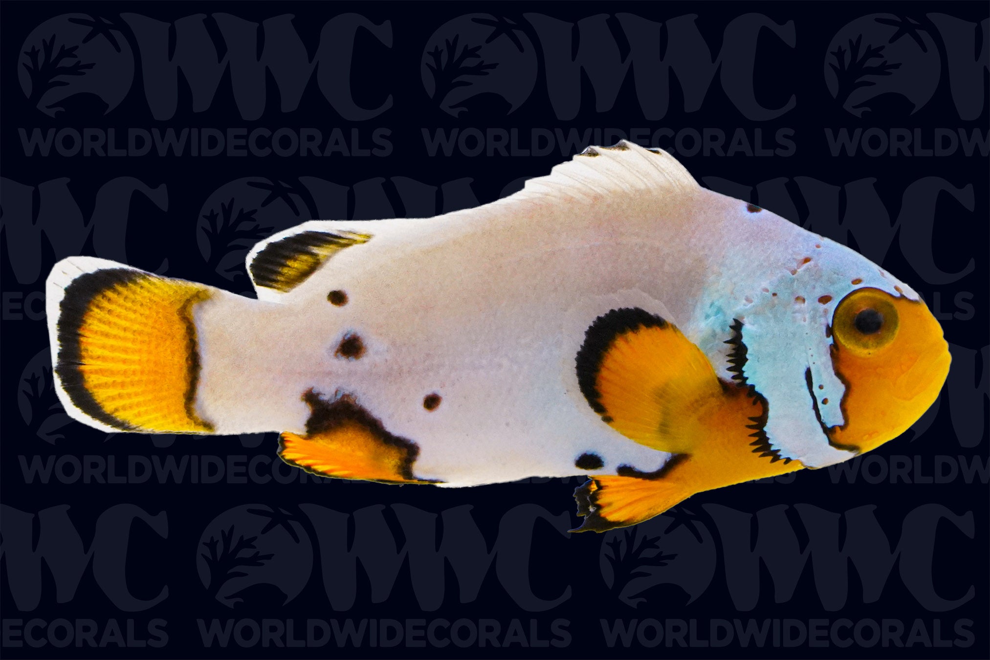 Frostbite Ocellaris Clownfish - Aquacultured - USA