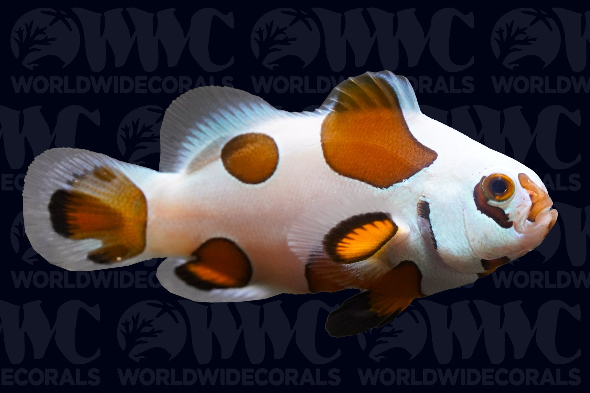 Mocha Storm Ocellaris Clownfish - Aquacultured - USA