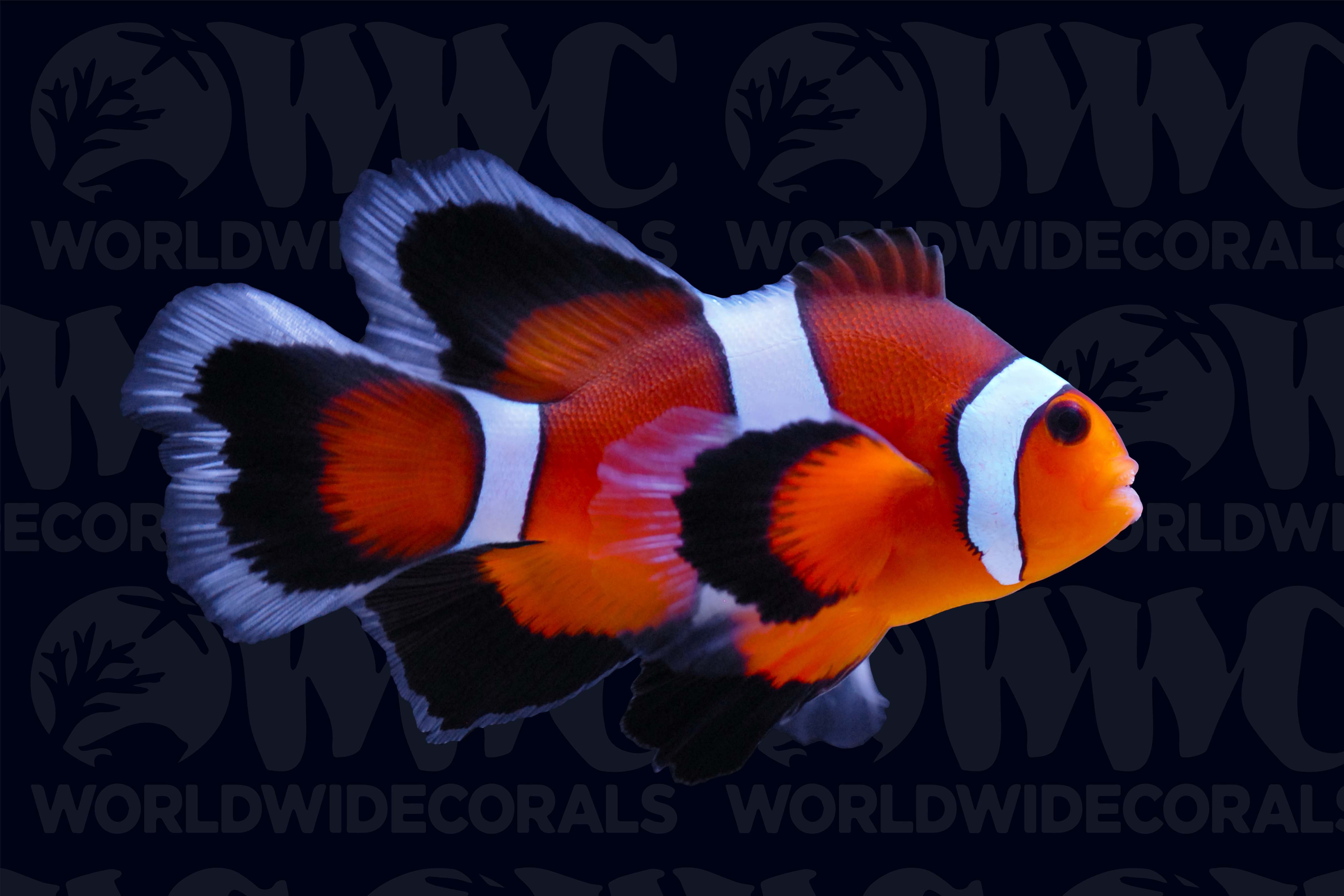 Mocha Longfin Ocellaris Clownfish - Aquacultured - USA