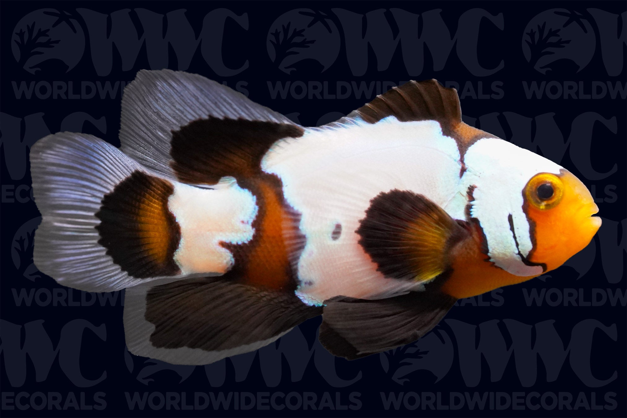 Phantom Longfin Ocellaris Clownfish - Aquacultured - USA