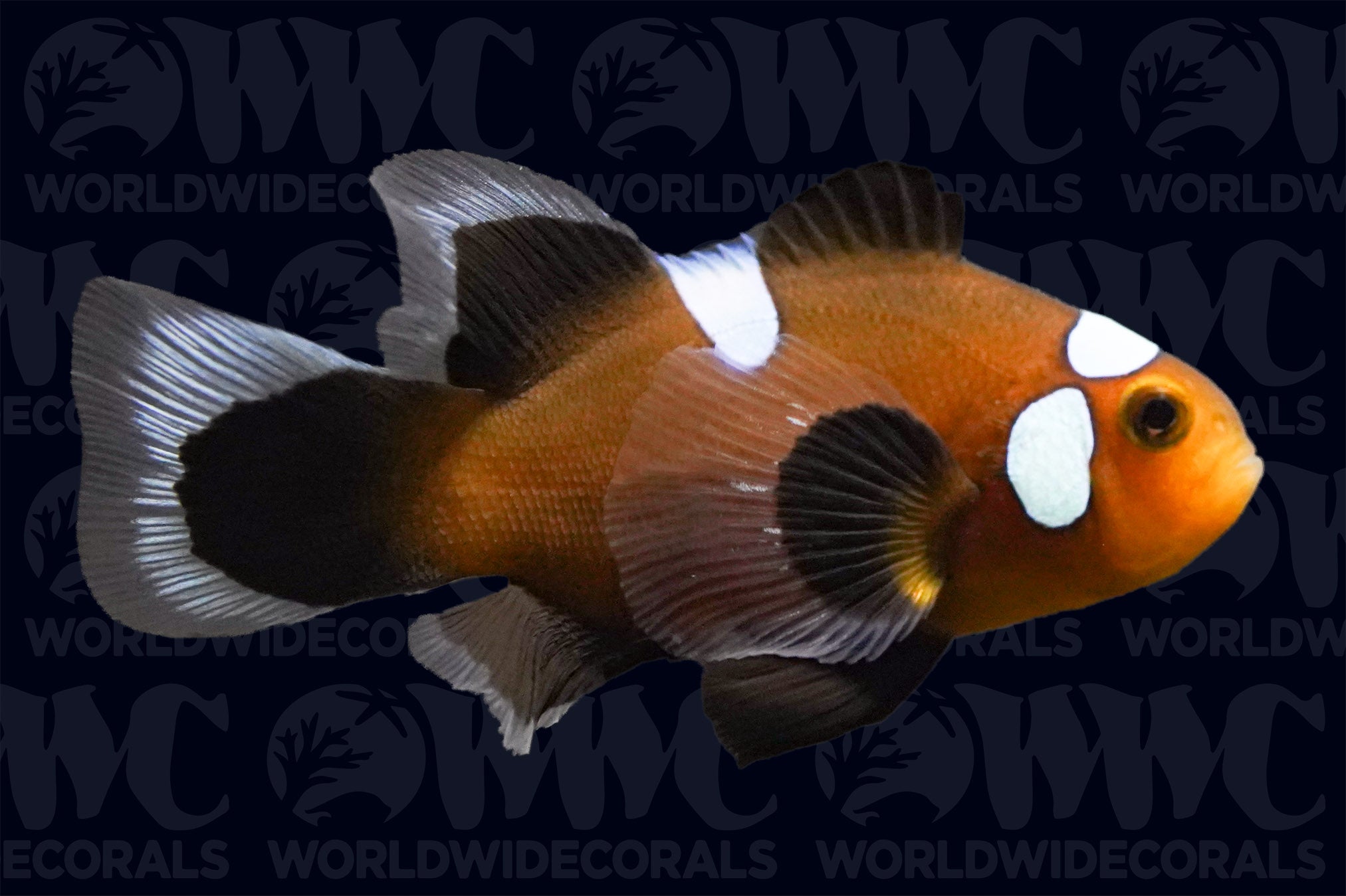 Black Misbar Longfin Ocellaris Clownfish - Aquacultured - USA