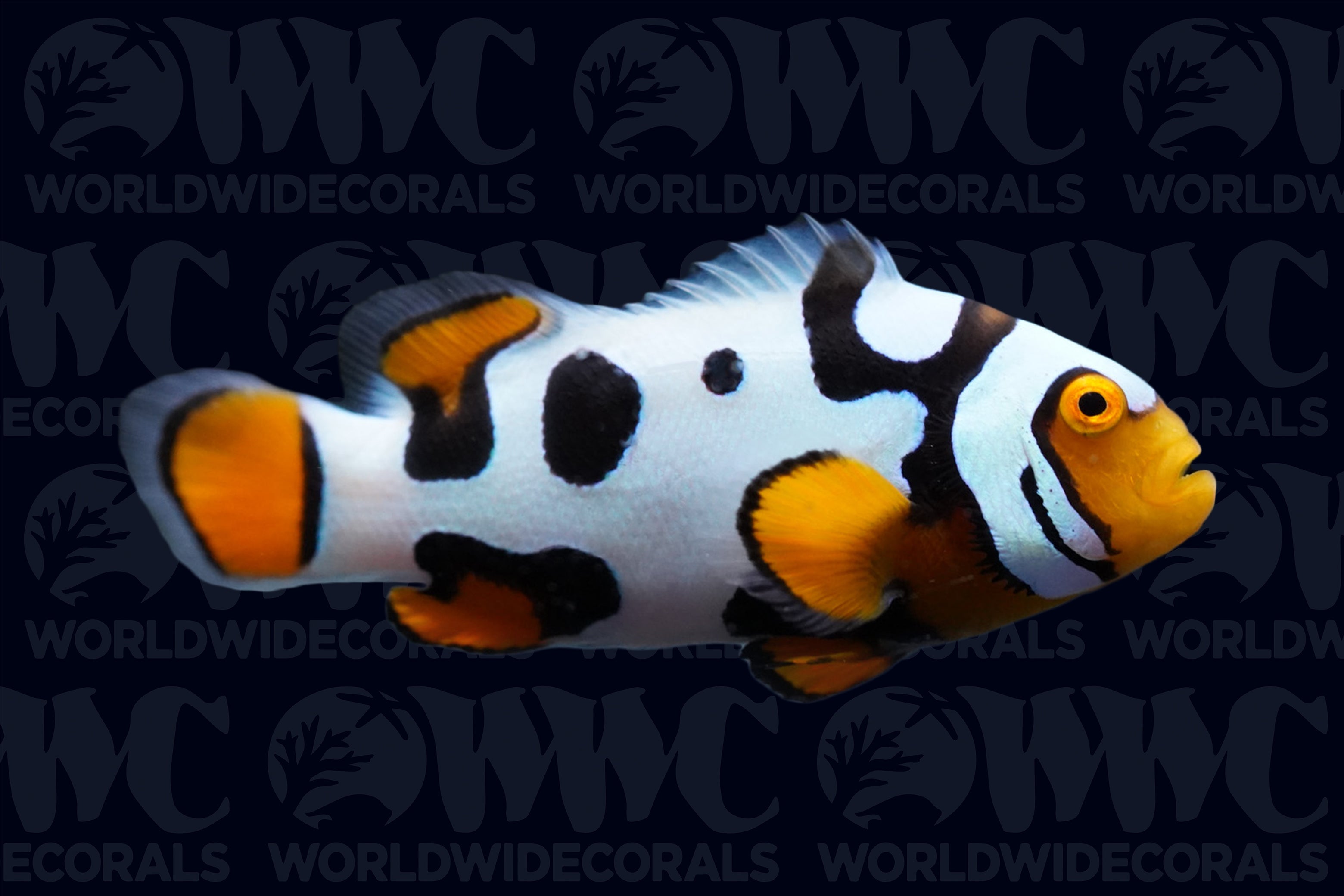 Picasso Black P1 Percula Clownfish - Aquacultured Bali Aquarich - Indonesia
