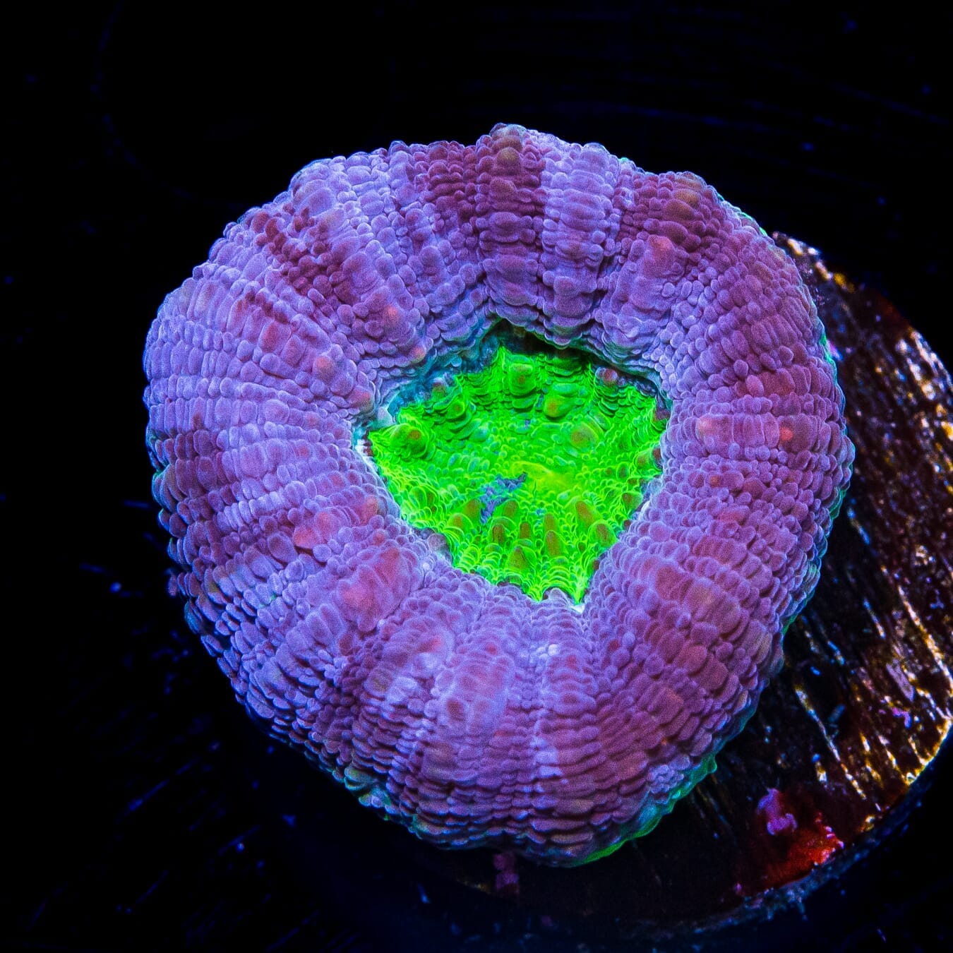Blue LPS coral Green Center
