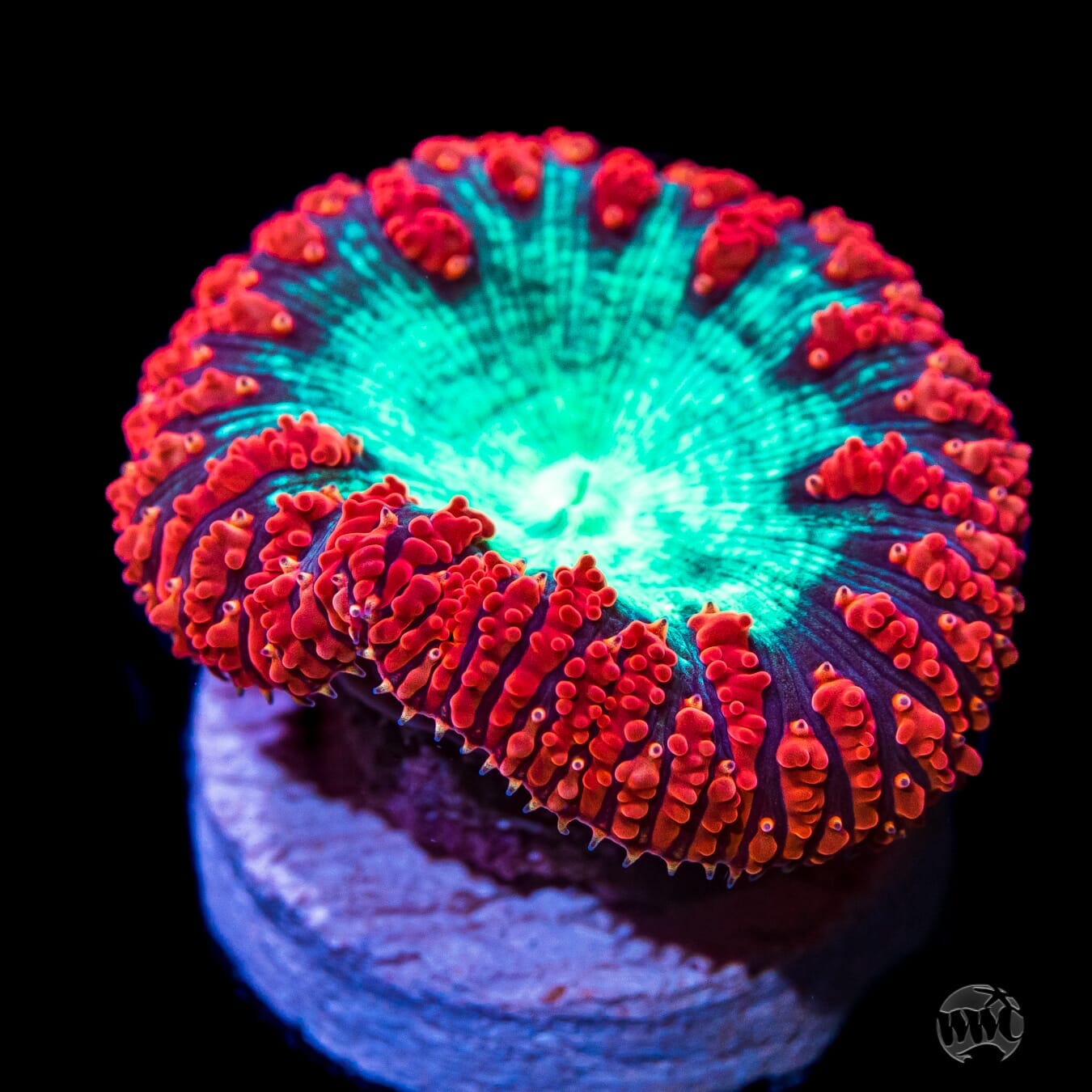 Boogie Nights Blastomussa Coral
