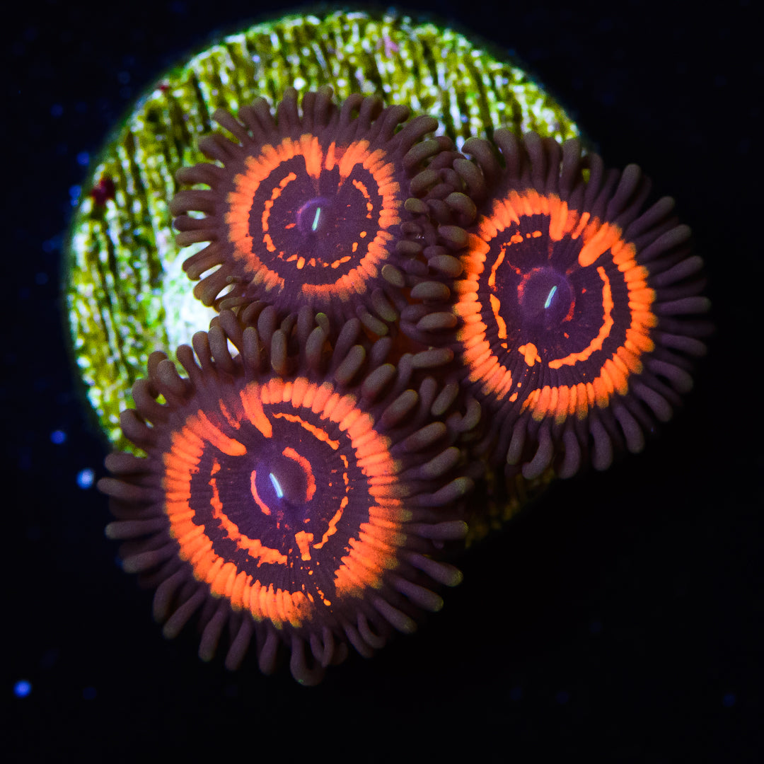 Devils Armor Zoanthids - Daylight Photo