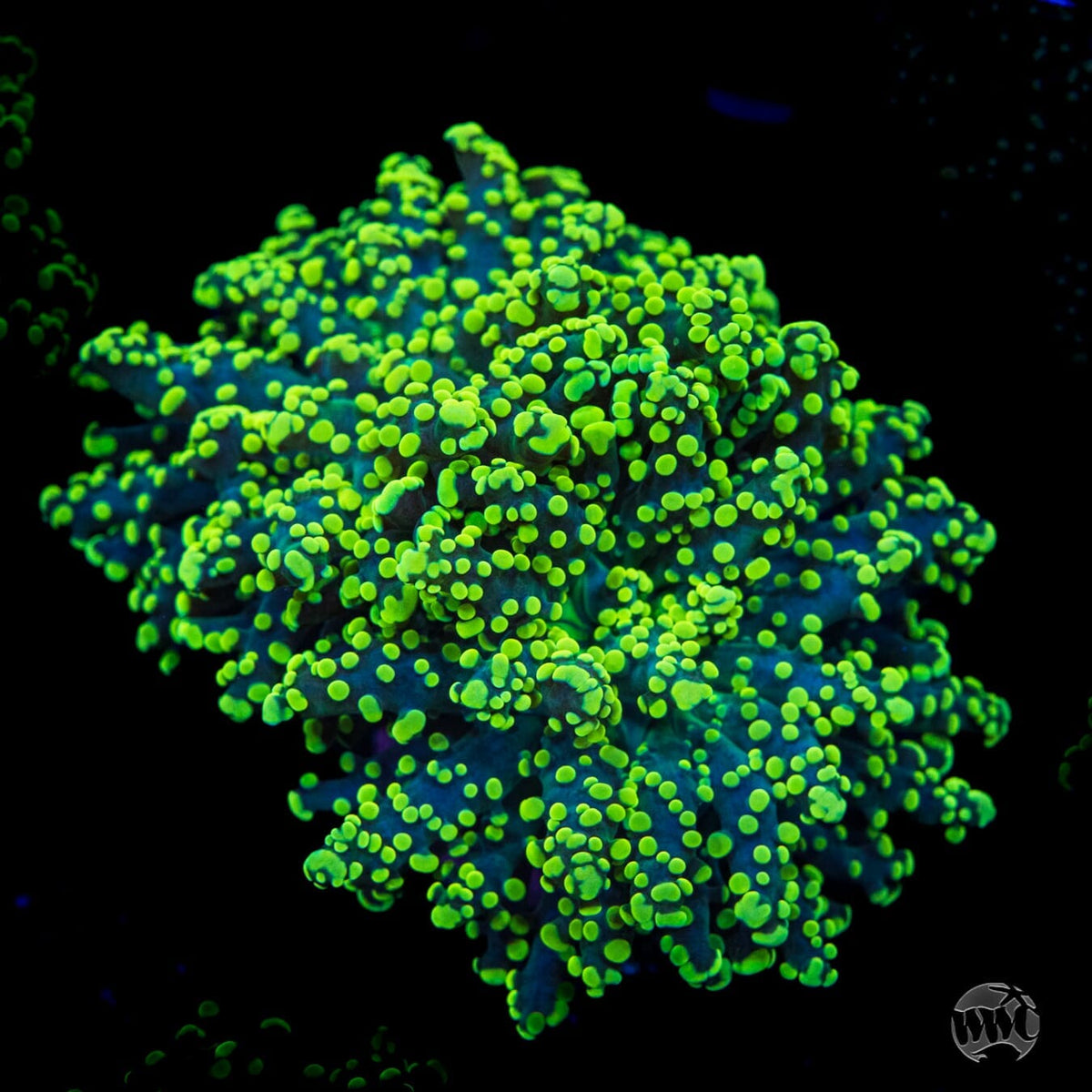 Do the Dew Branching Octo Frogspawn - Daylight Photo