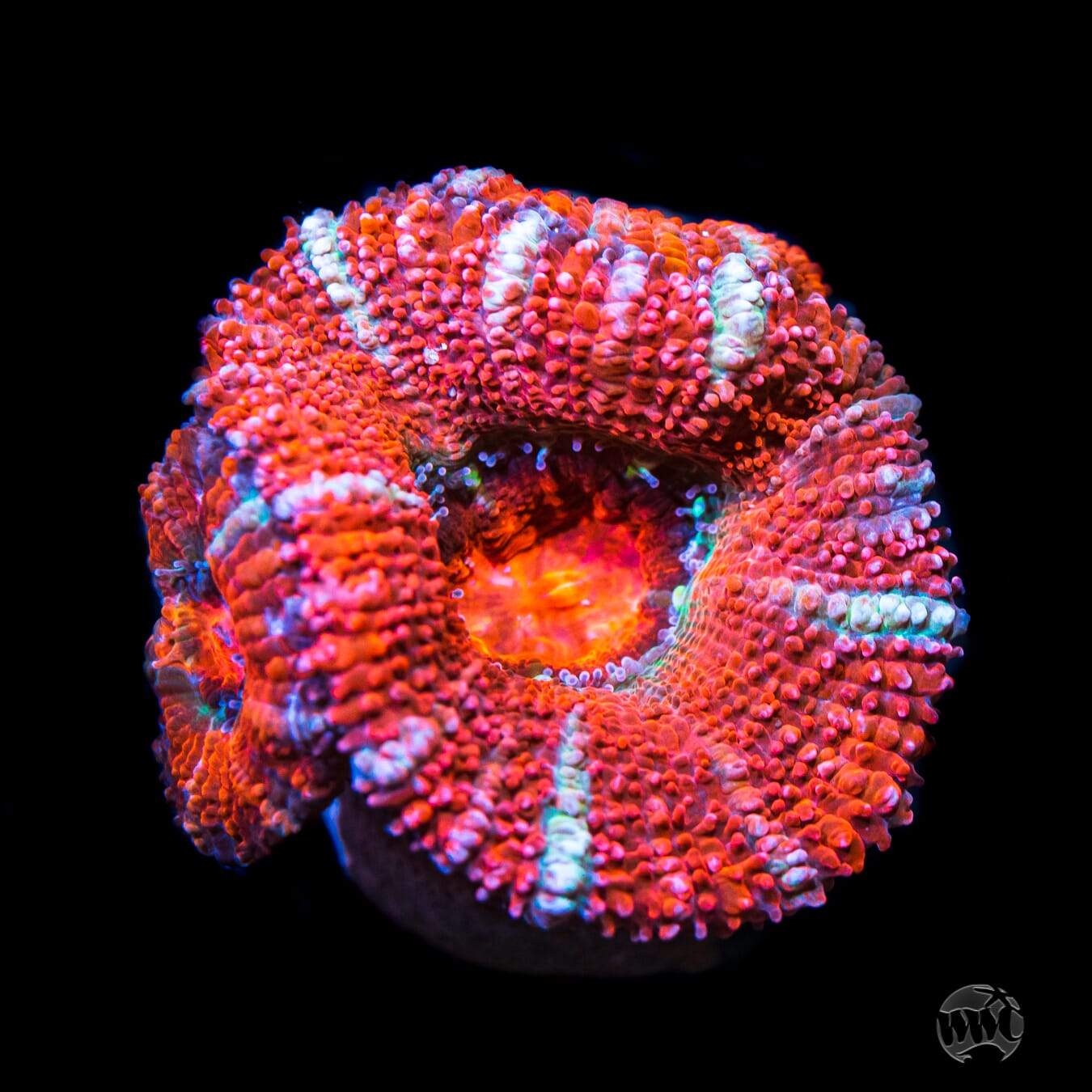 Red Aussie Lord Coral