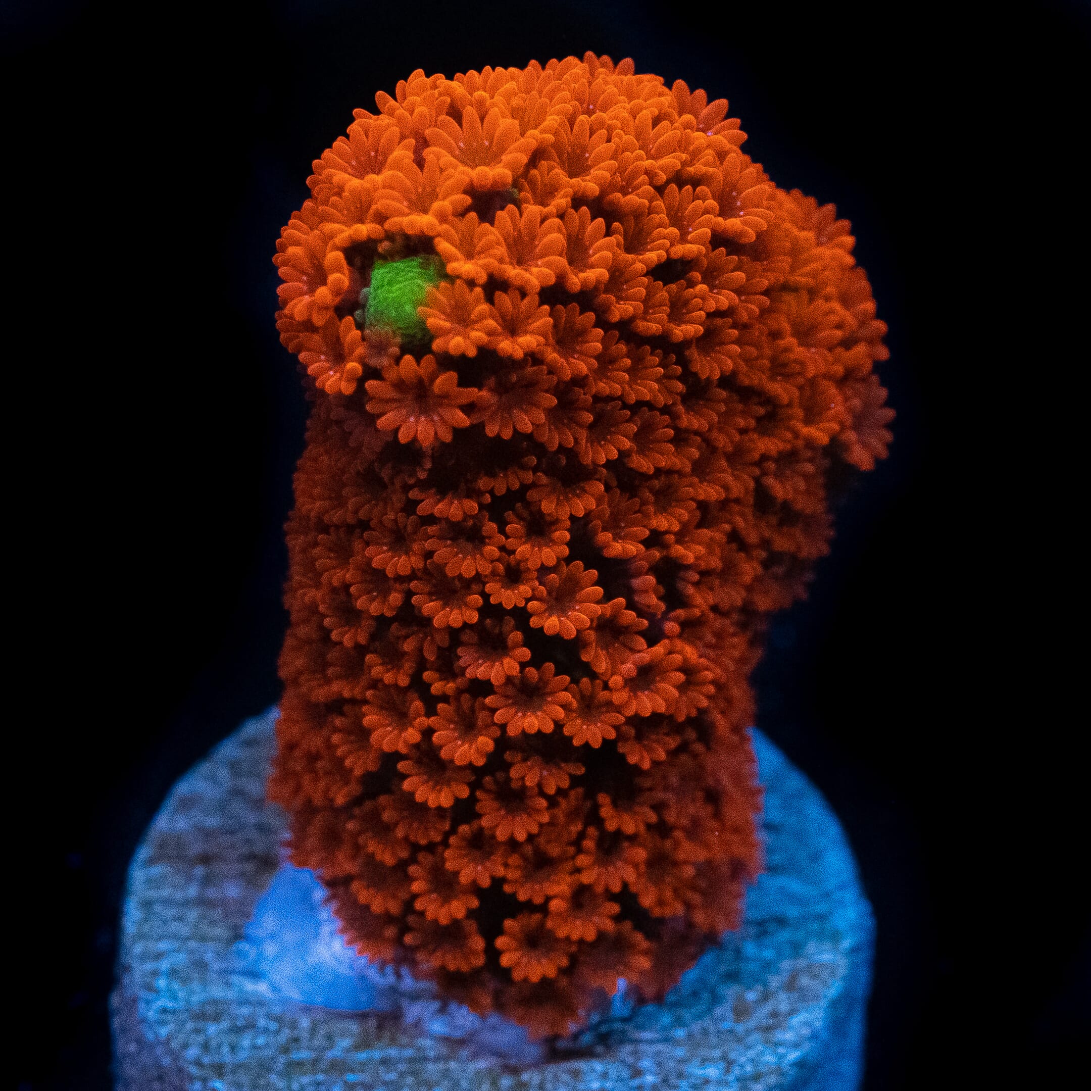 Forest Fire Digitata Montipora Coral