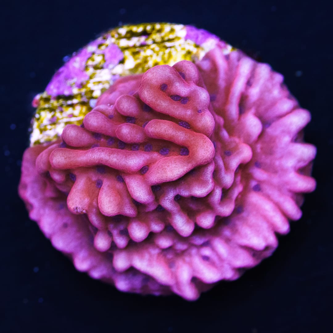 Jason Fox Mean Streak Montipora Coral