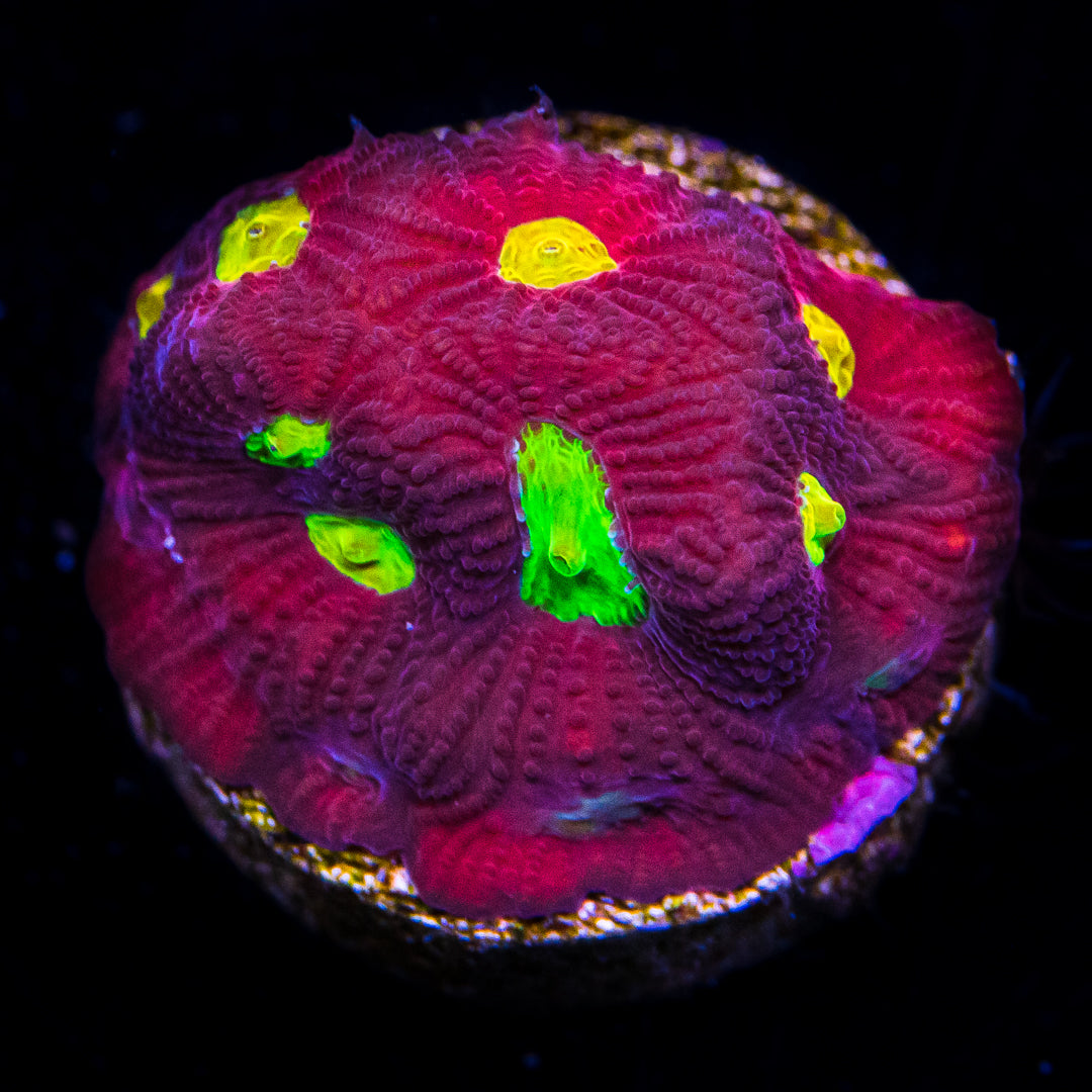 Jason Fox Toro Bravo Favites Coral