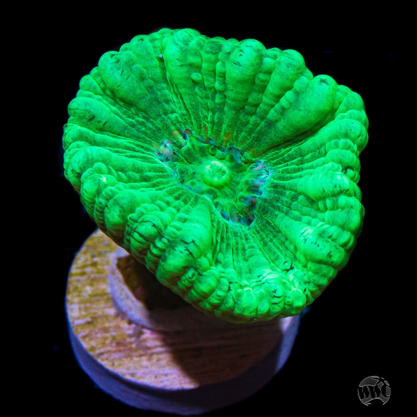 Kryptonite Candy Canes Coral
