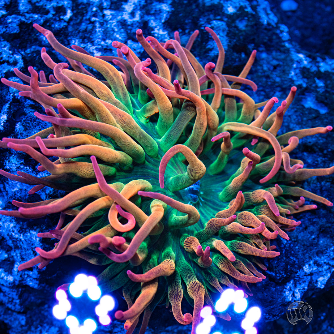 Rainbow Bubble Anemone - Small