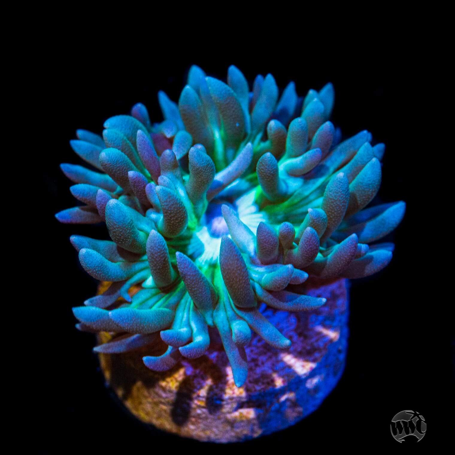 Lavender Tipped Duncan Coral