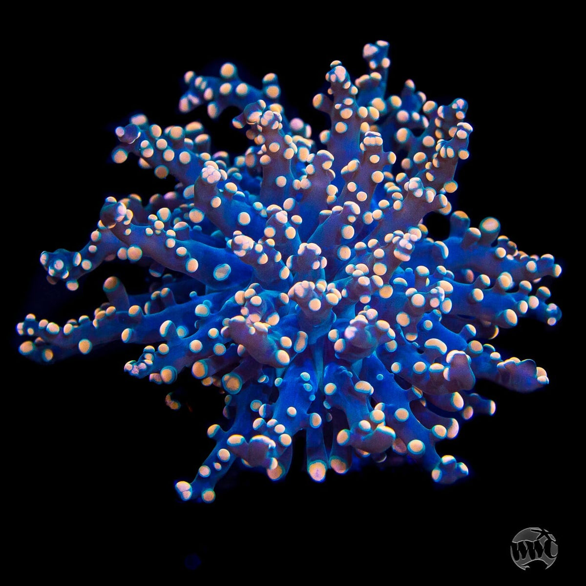 Lots of Peaches Branching Frogspawn - Daylight Photo