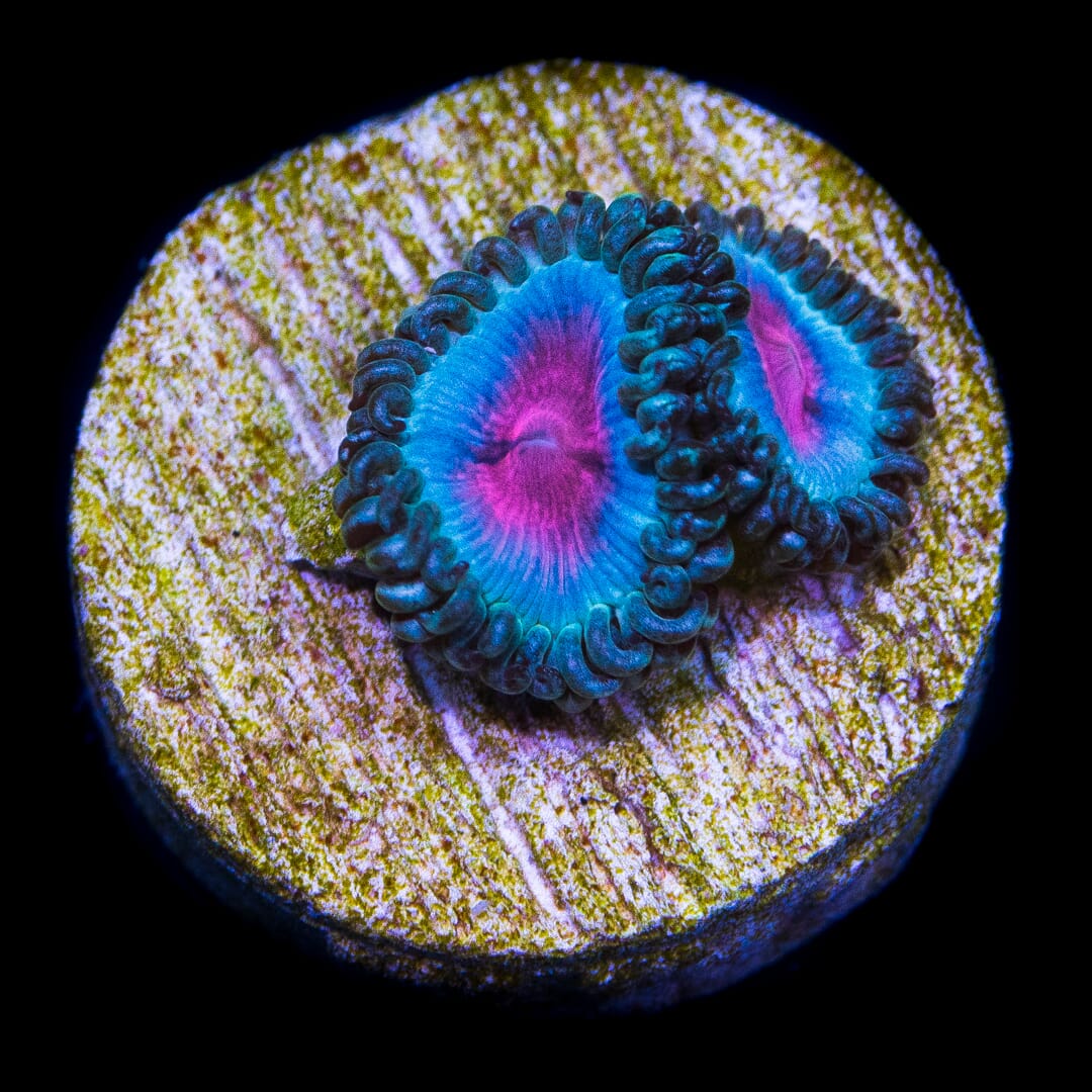 Miami Vice Zoanthids - Daylight Photo