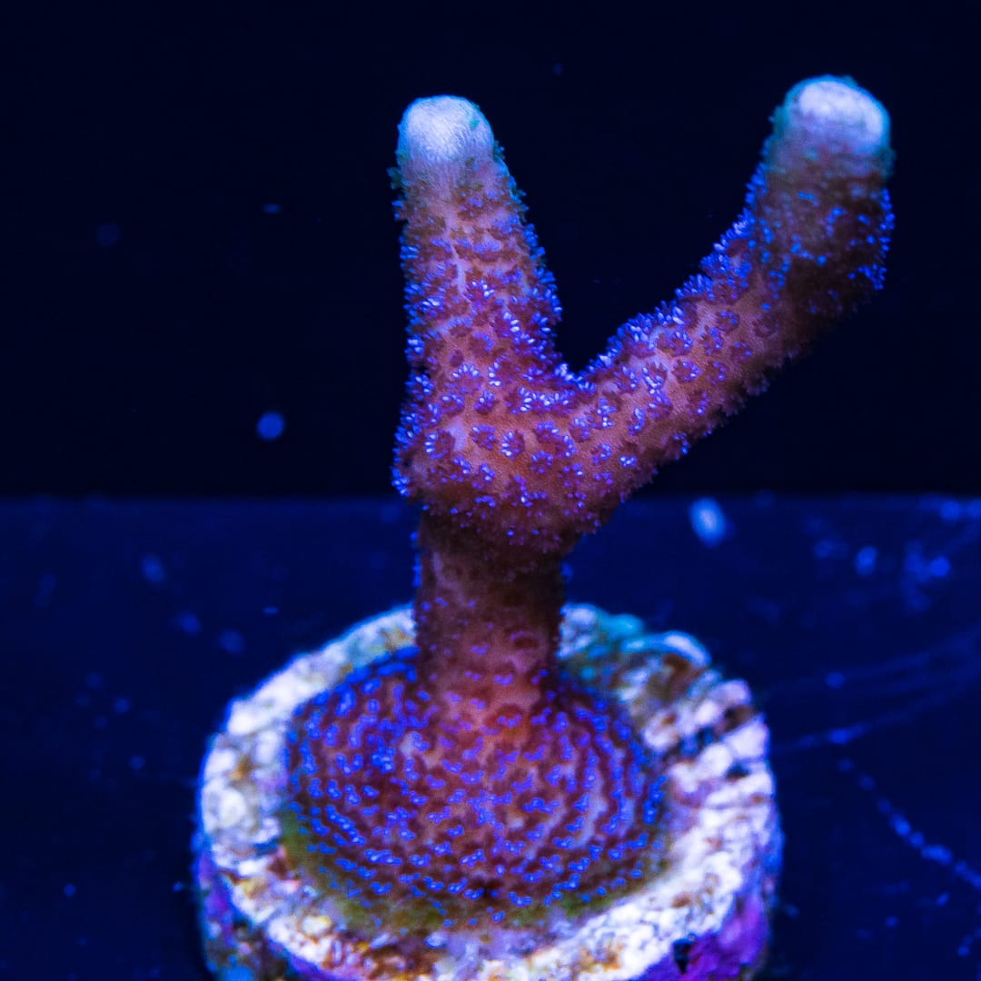アーティストプルーフ　リオーニャ ORA German Blue Digitata Montipora Coral | World Wide Corals