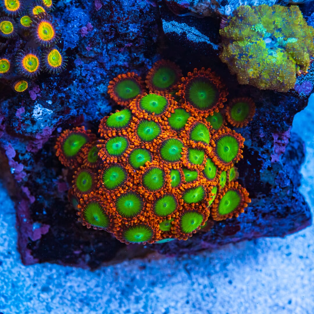 Oompa Loompa Zoanthids - Mother Colony
