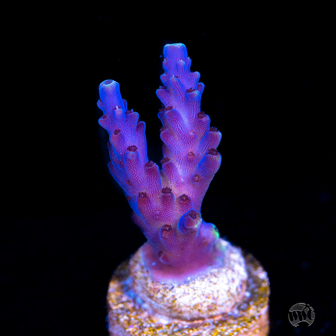 Paletta Blue Acropora