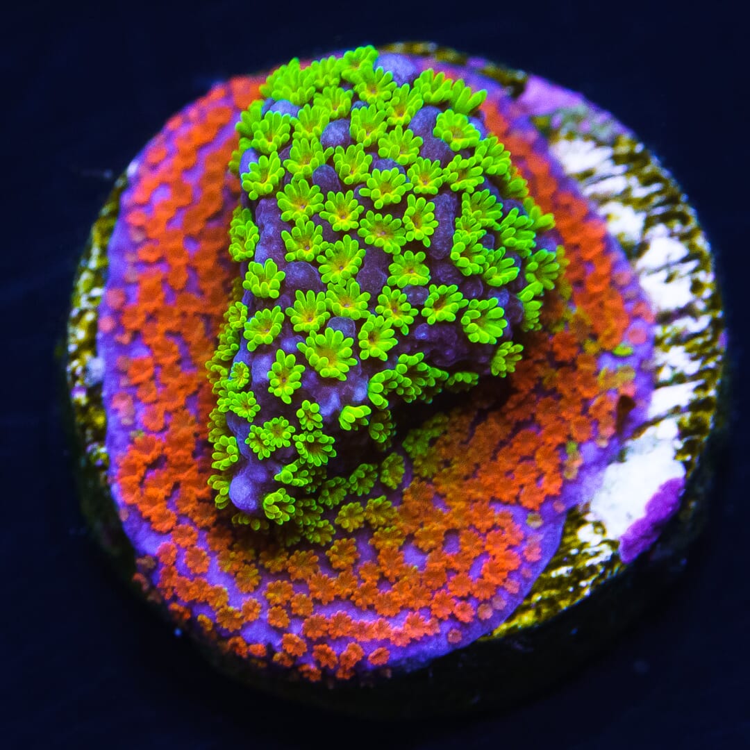 Rainbow Montipora Coral