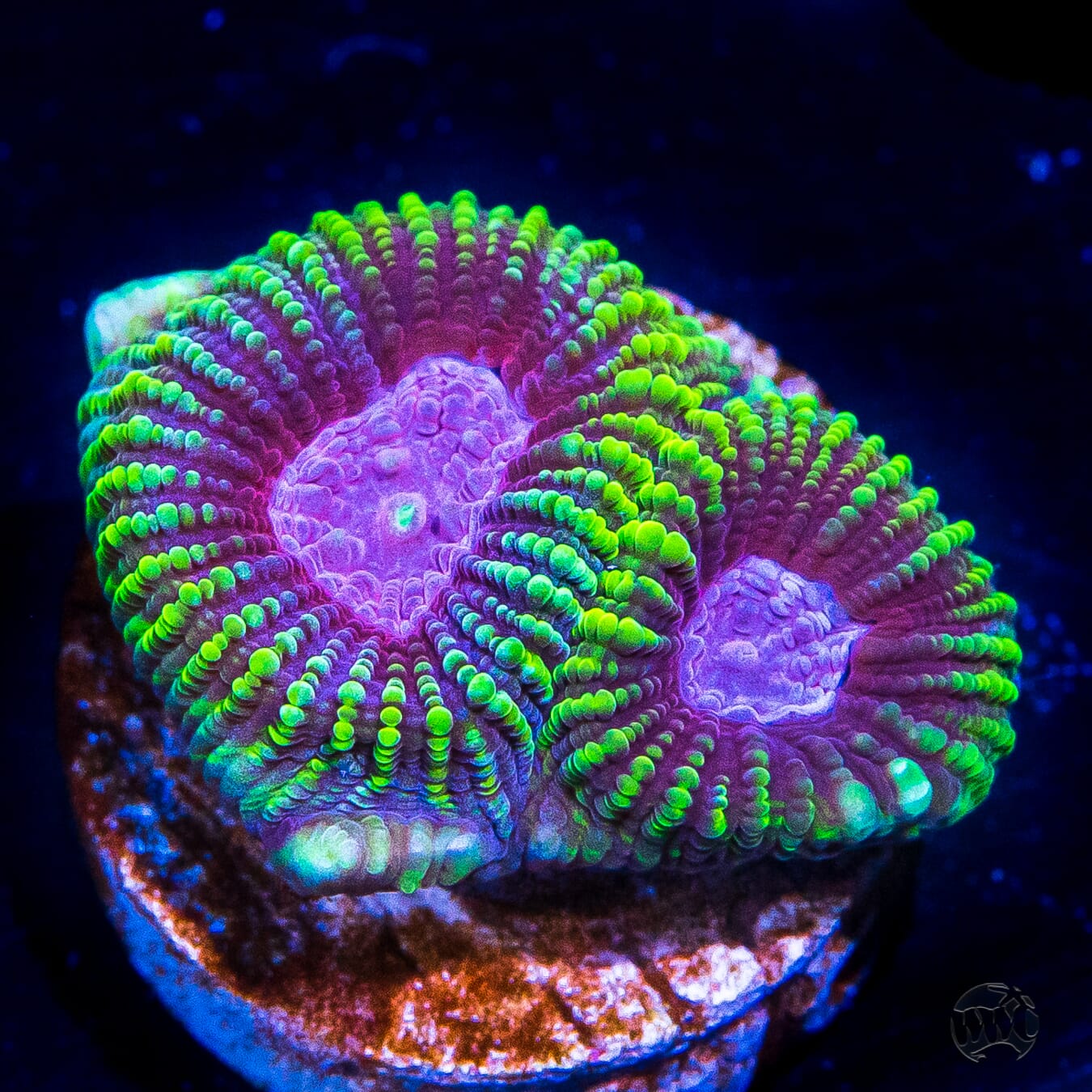 Raptor Favia Coral