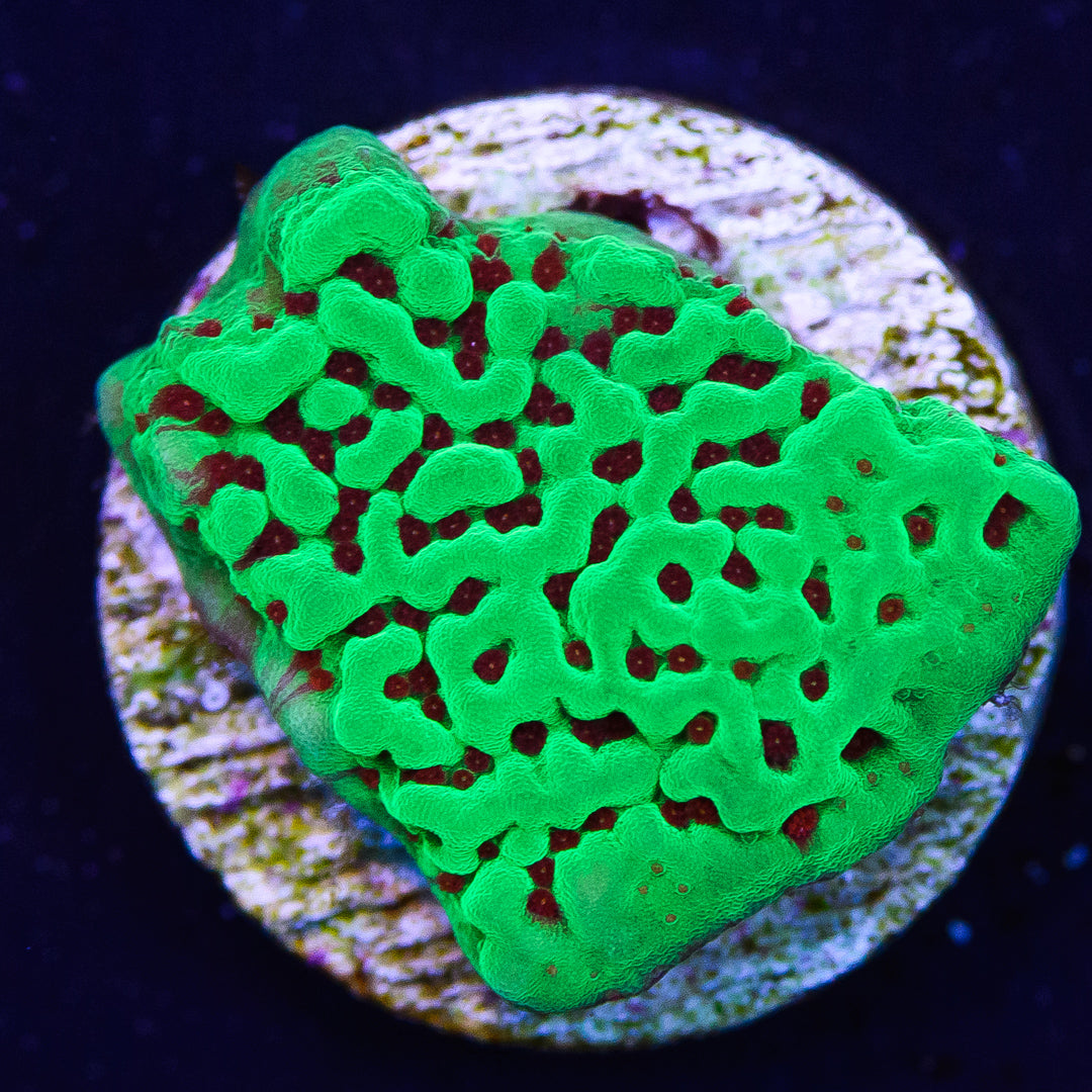 Red Hot Chilli Pepper Montipora - Daylight Photo