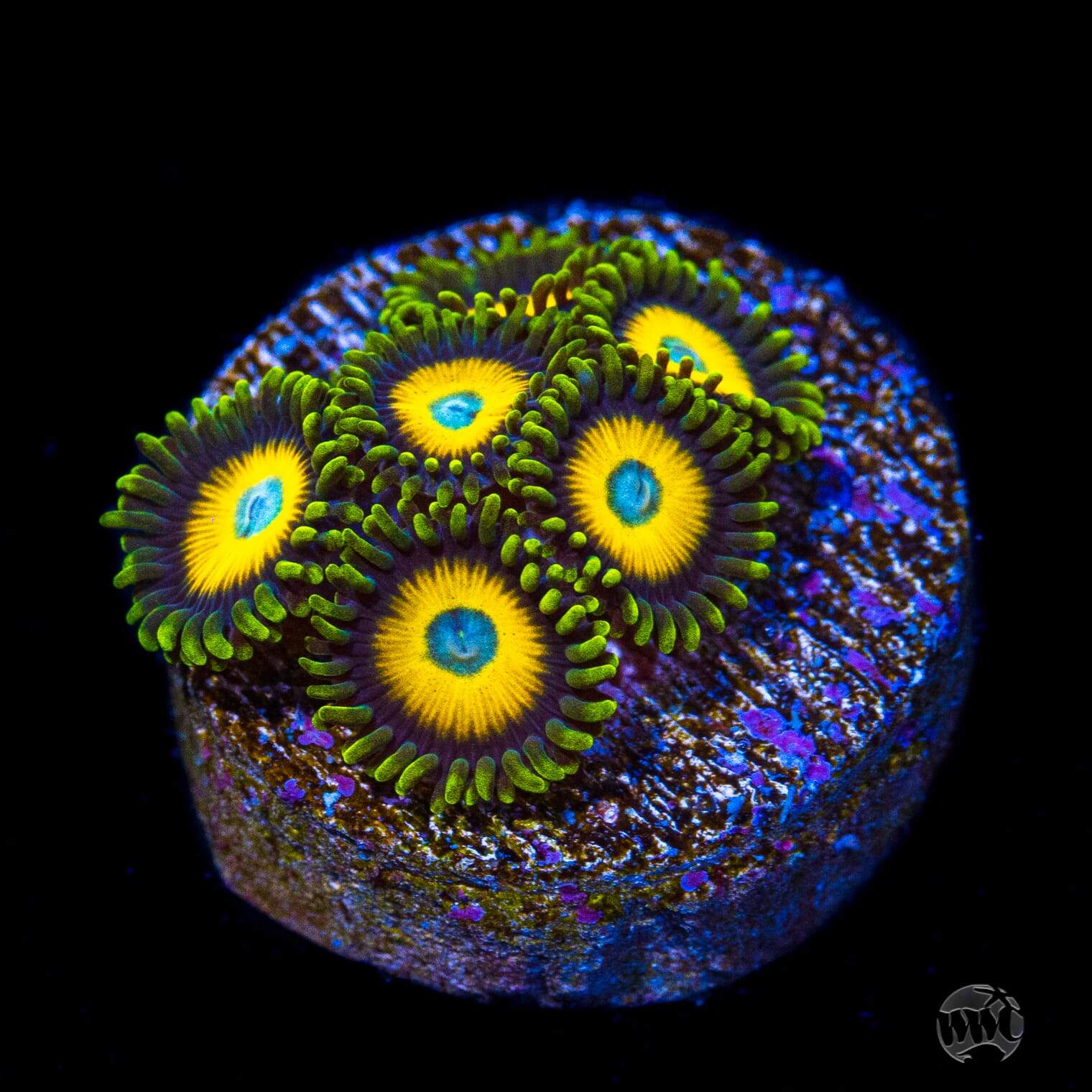 WWC Scrambled Eggs Zoanthids