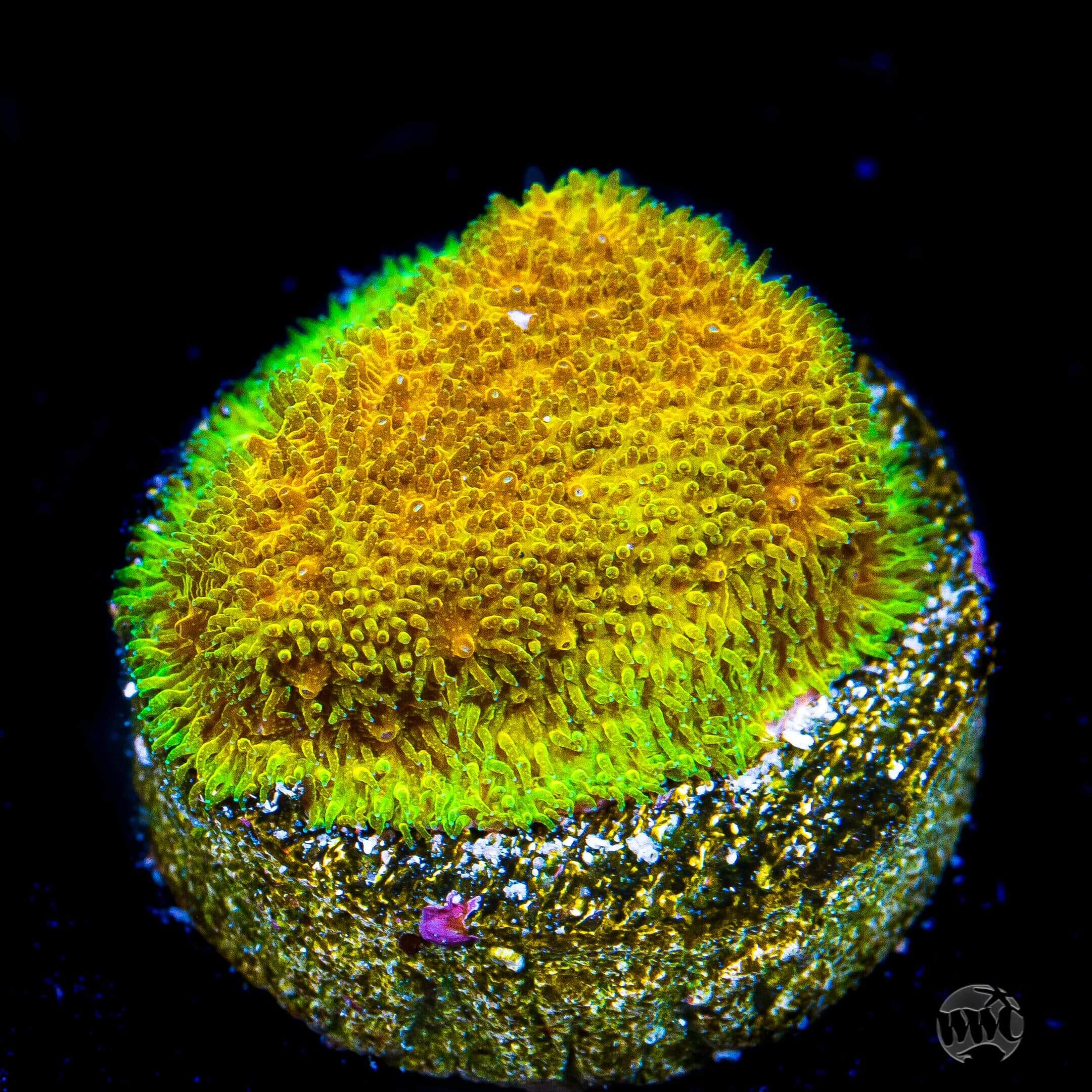 TG Watermelon Psammocora - Daylight Photo