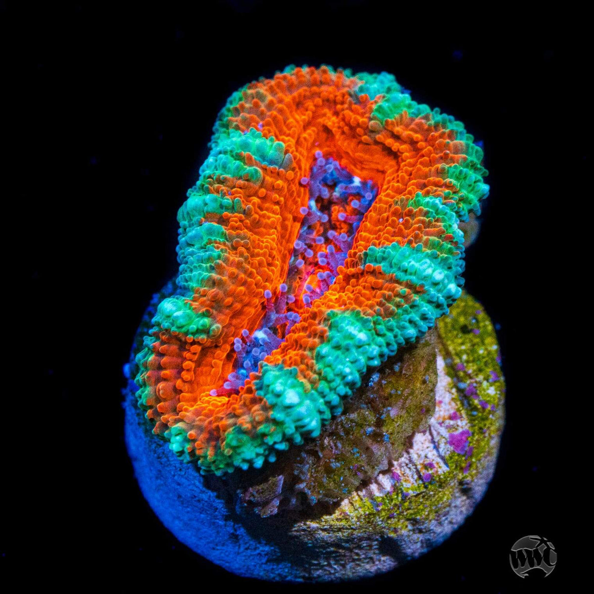 Teal Ring Aussie Lord Coral