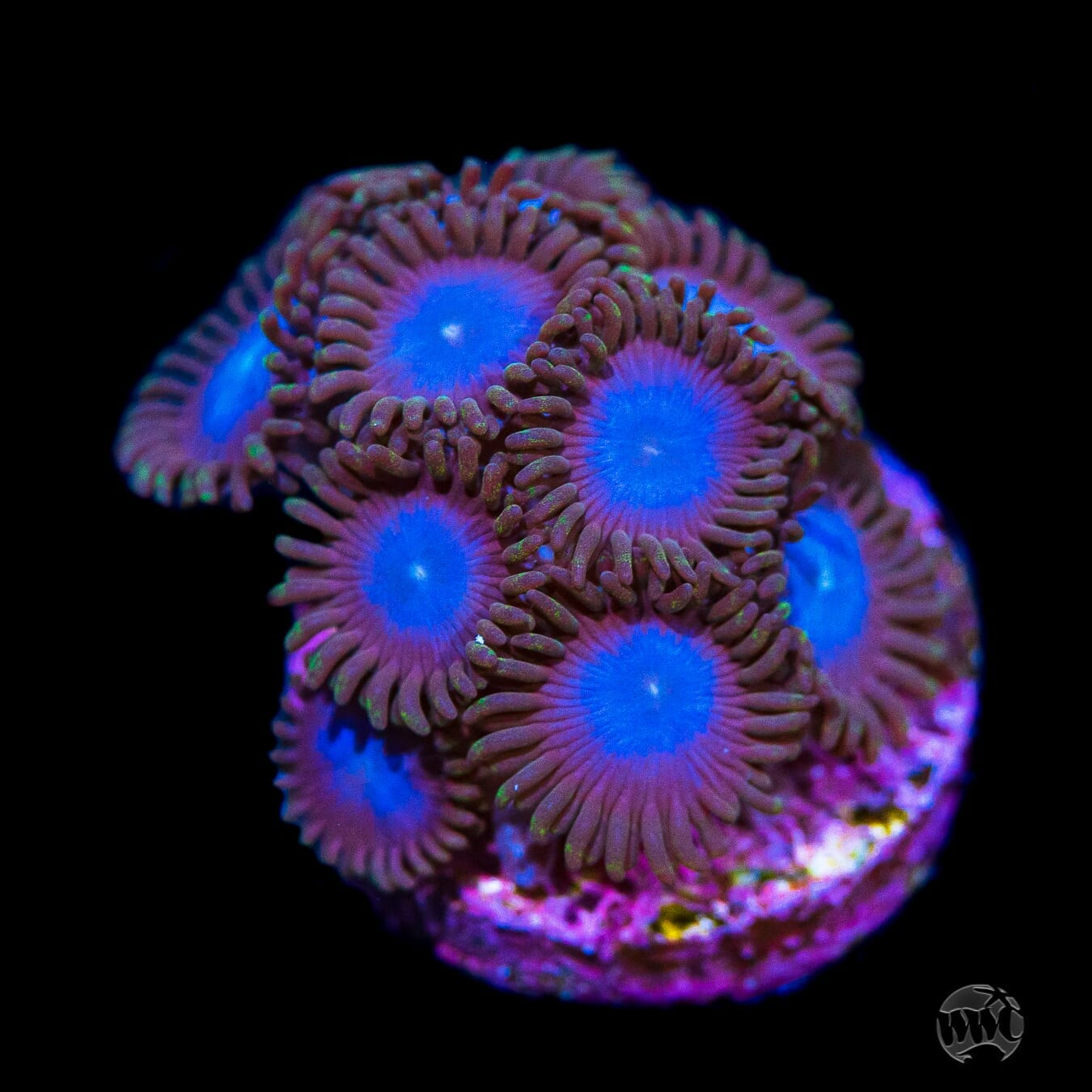 Tubbs Blues Zoanthids