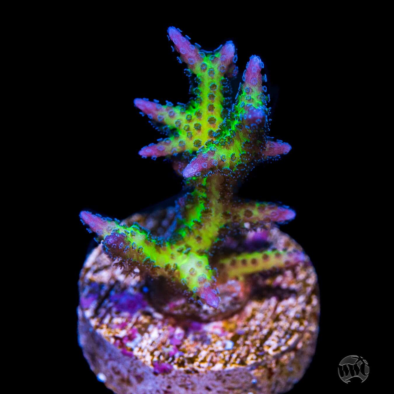Tyree Pohnpei Birdsnest Coral