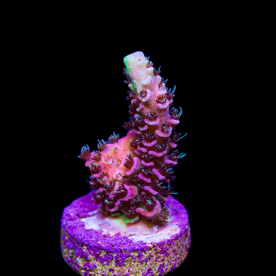 Tyree Rouge Mille Acropora