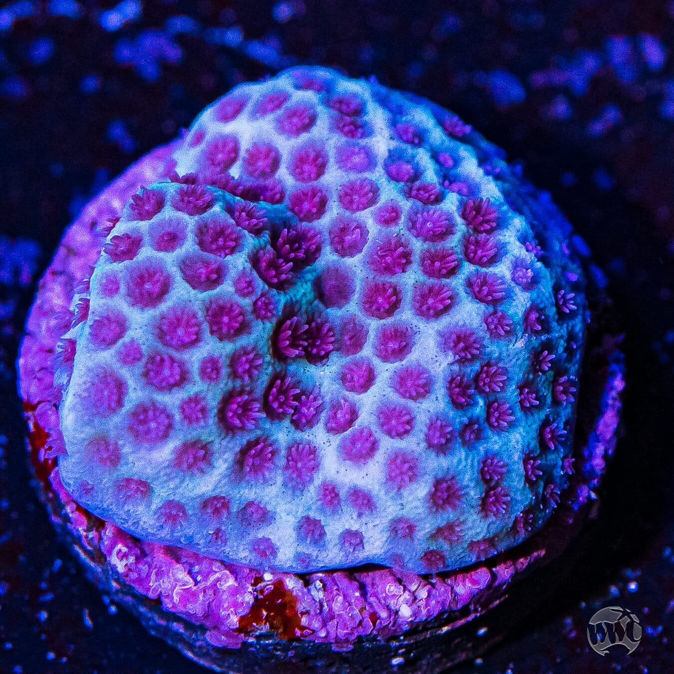 Tyree Sanddollar Porites Coral