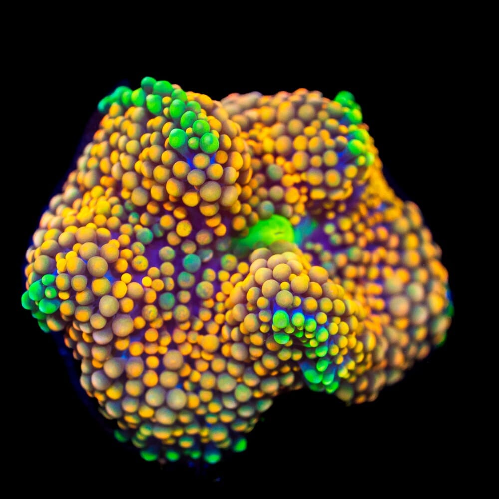 Ultra Orange Ricordea Mushroom Coral